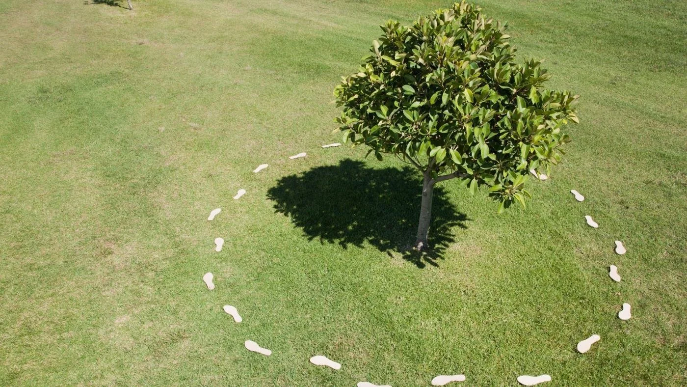 A green lawn with a small tree in the center. There are white footprints forming a circle around the tree.