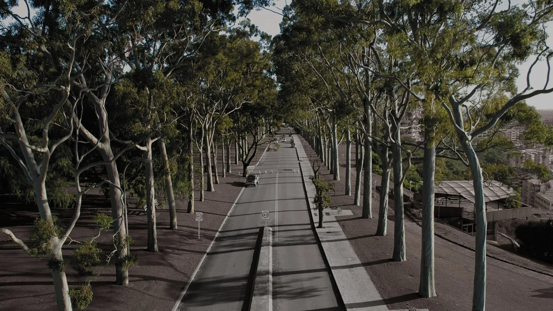 Arborist Reports Sydney