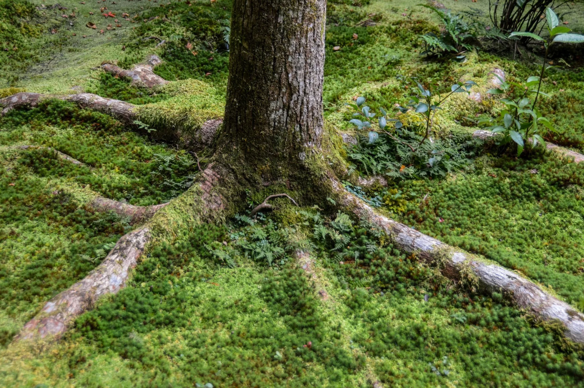 Tree Root Mapping Reports