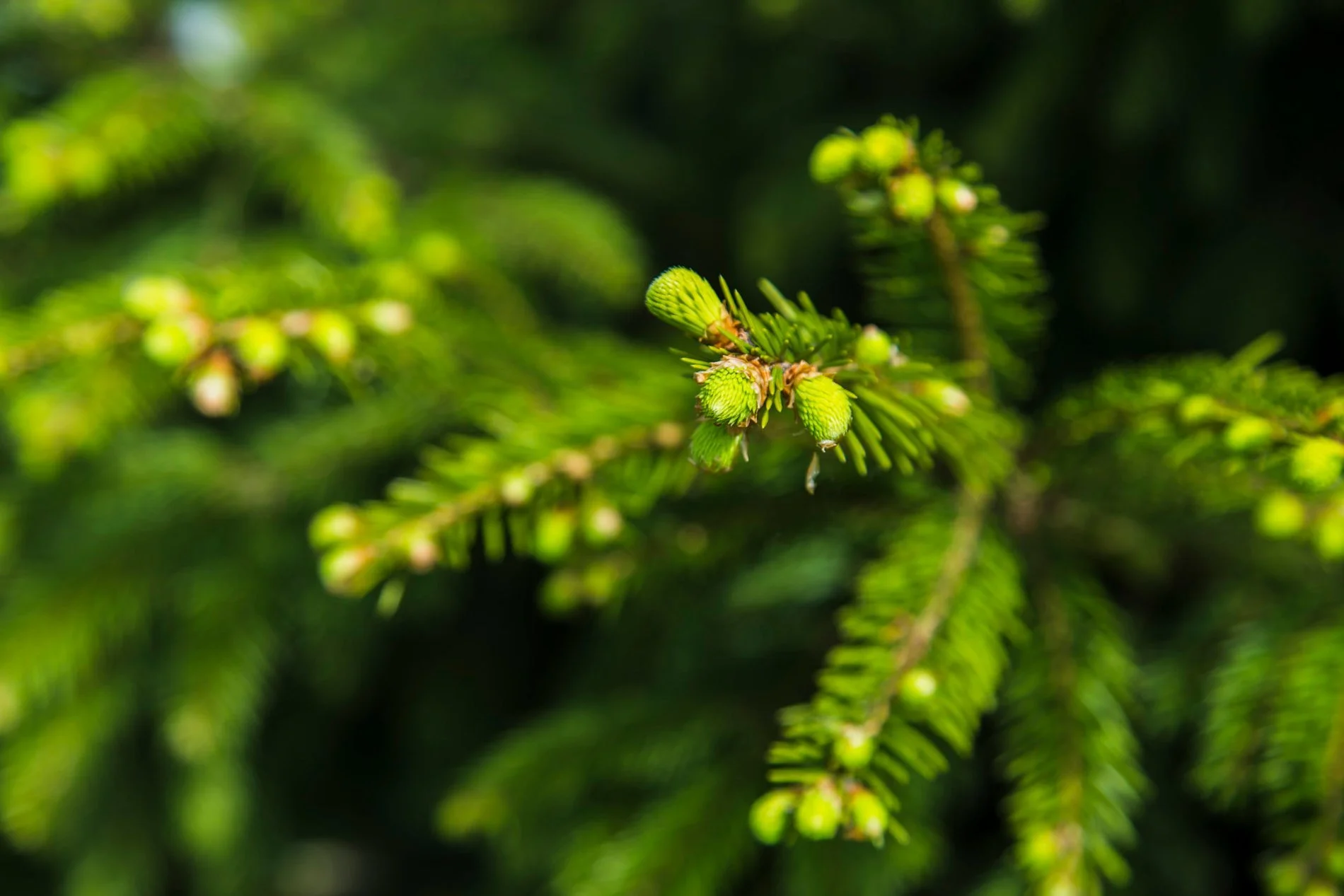 Tree Species Selection and Planting