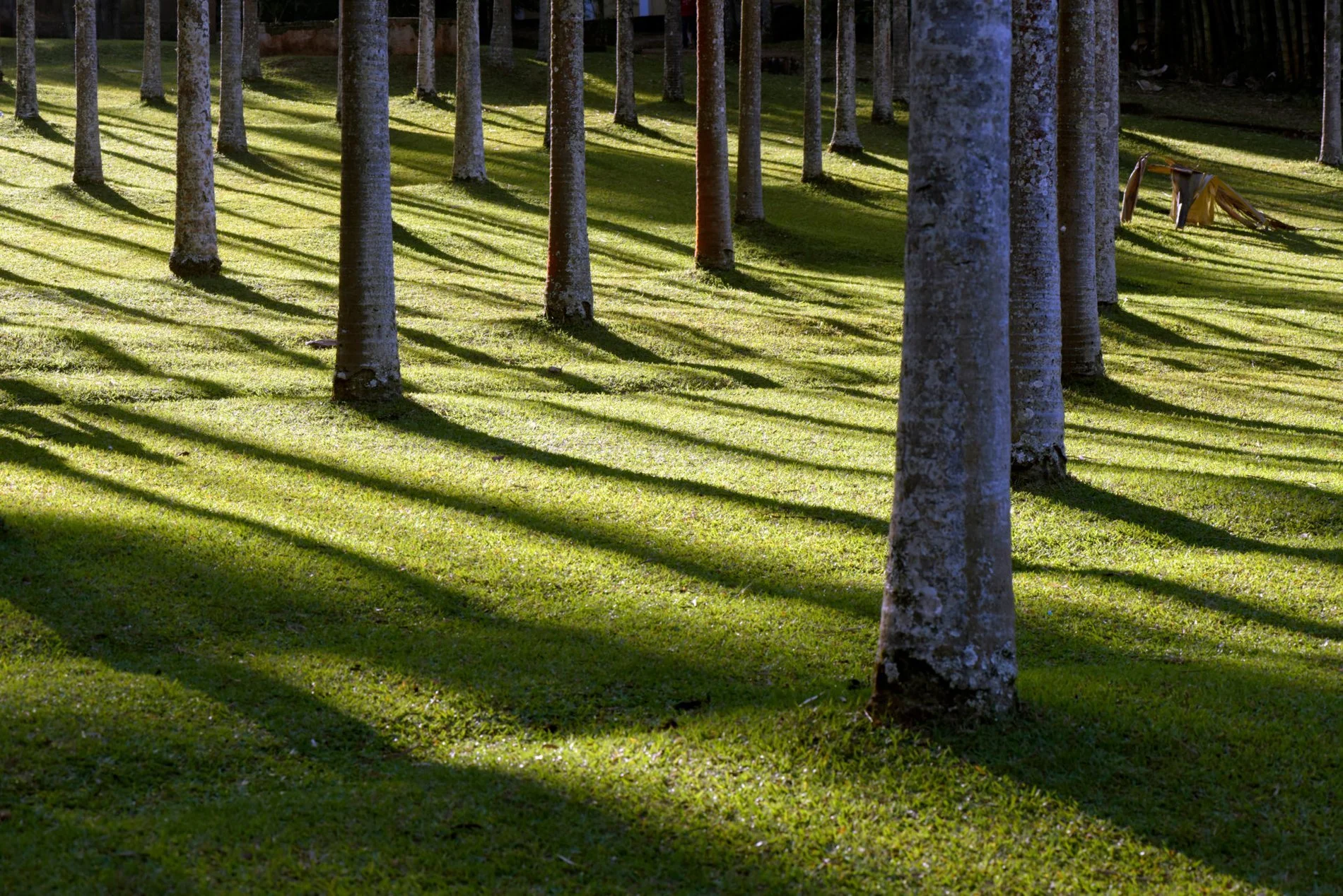 Tree Reports, Audits &amp; Assessment