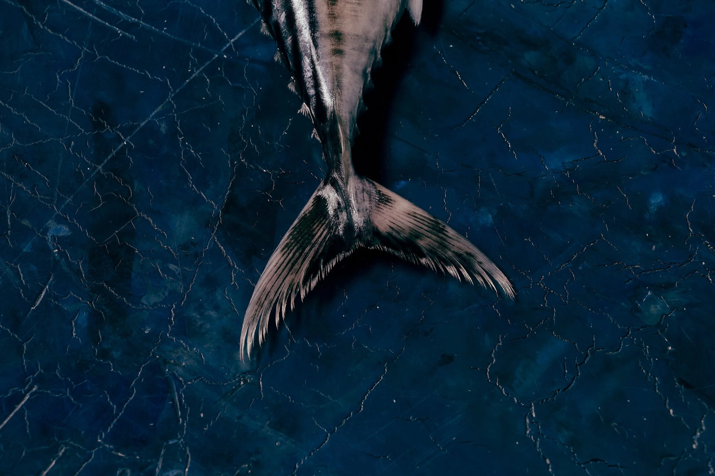 Wild Caught | Australian Bonito | Premium Seafood Wholesale