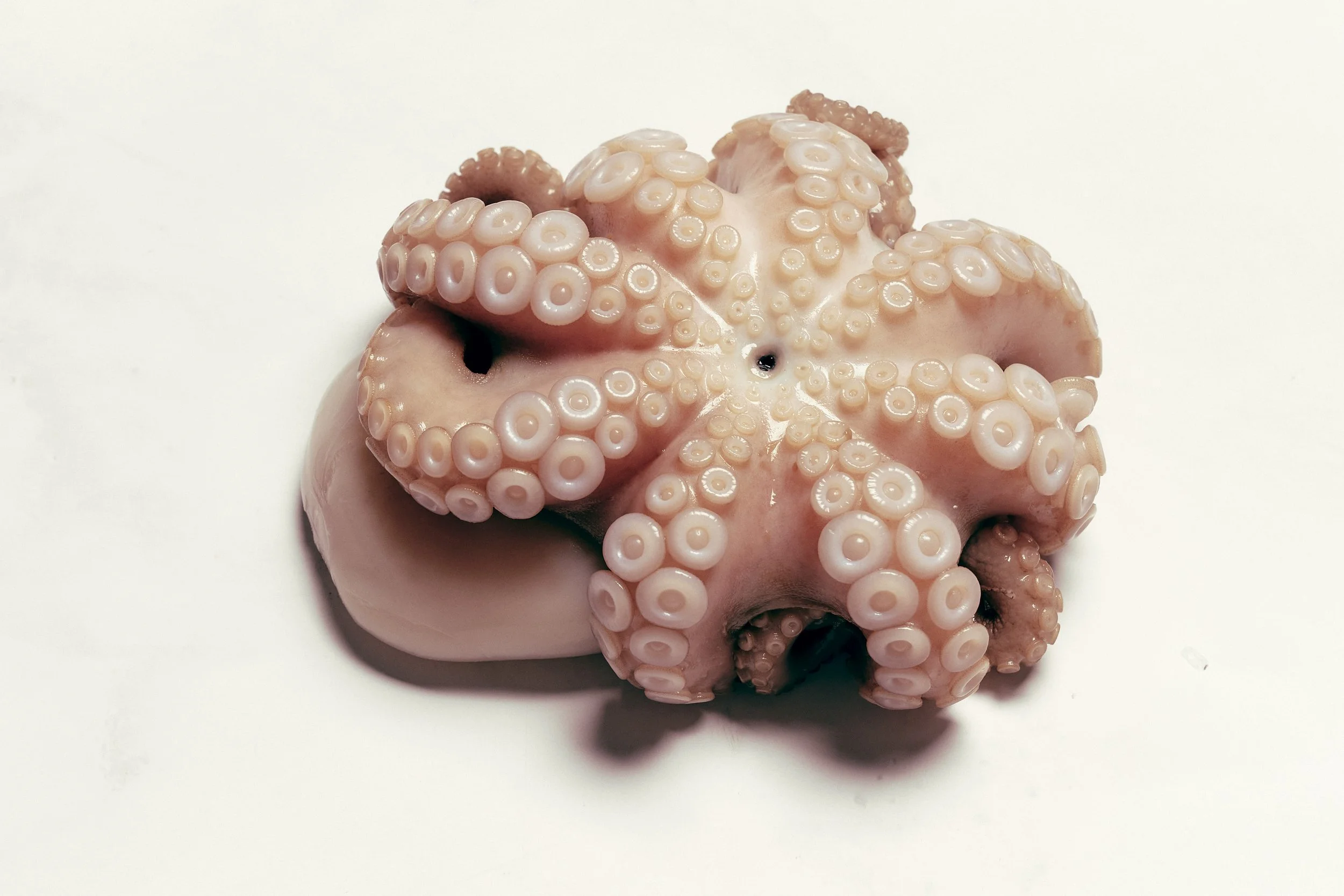Baby Octopus