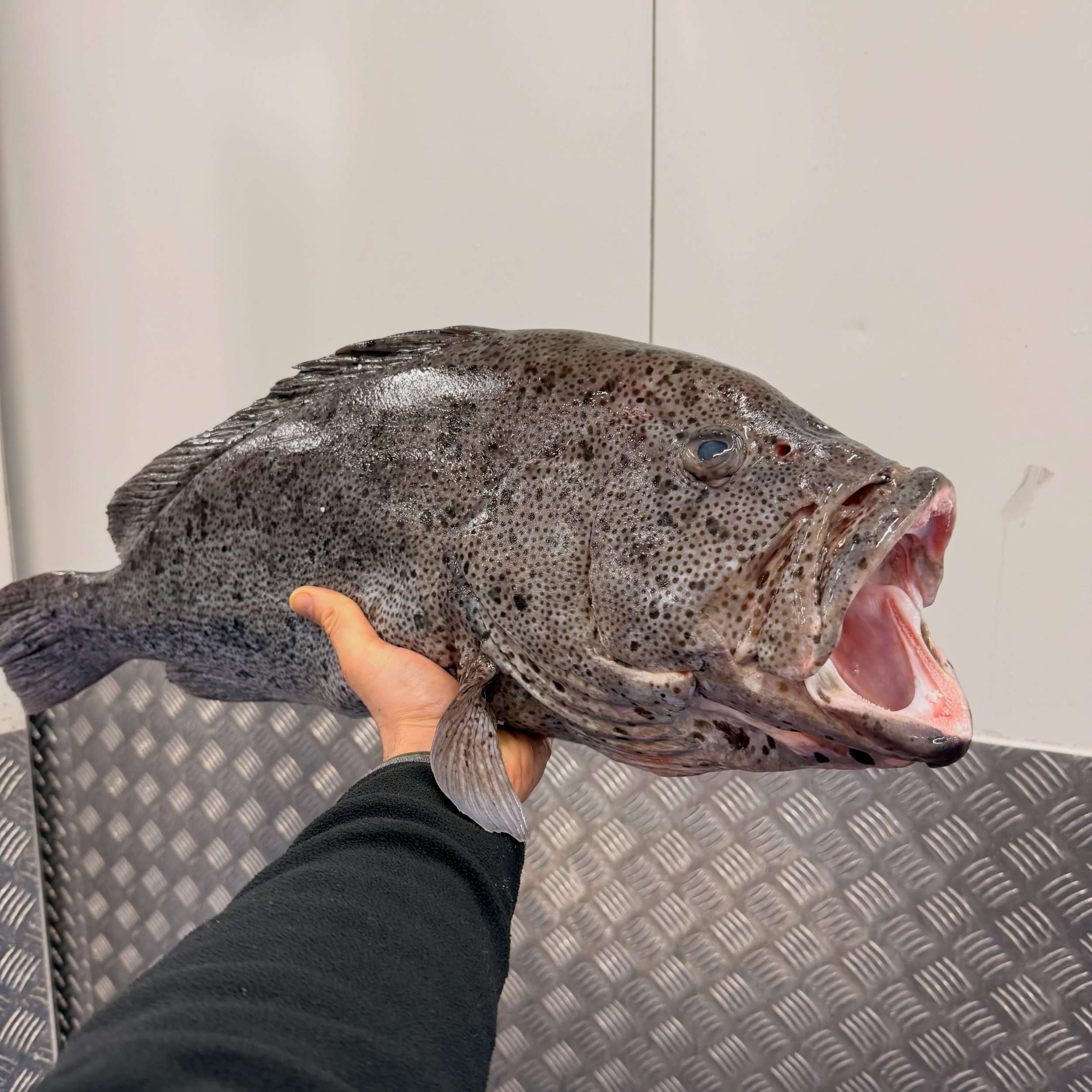 Māori Rockcod.

This is why I love seafood.

Not because it&rsquo;s expensive.
Not because it&rsquo;s rare.

Because every now and then, something different lands on the bench and reminds you why this industry never gets old.

Species like this don&r