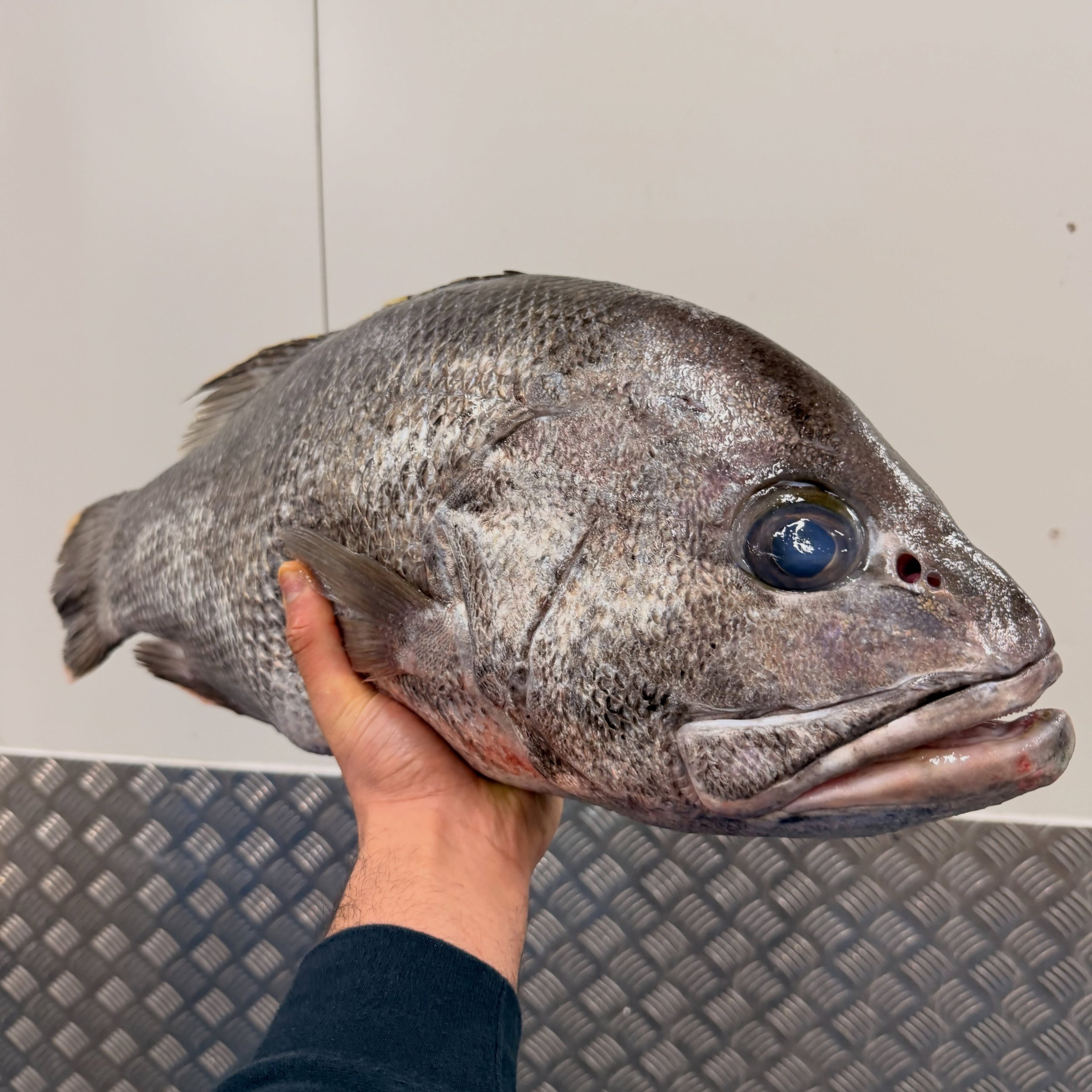 So good to finally see Dhu Fish back after what feels like forever.

This is the stuff that gets us excited.
Seeing fish like this come through the door reminds us why we do what we do.

We&rsquo;ve been working hard behind the scenes&mdash;new syste