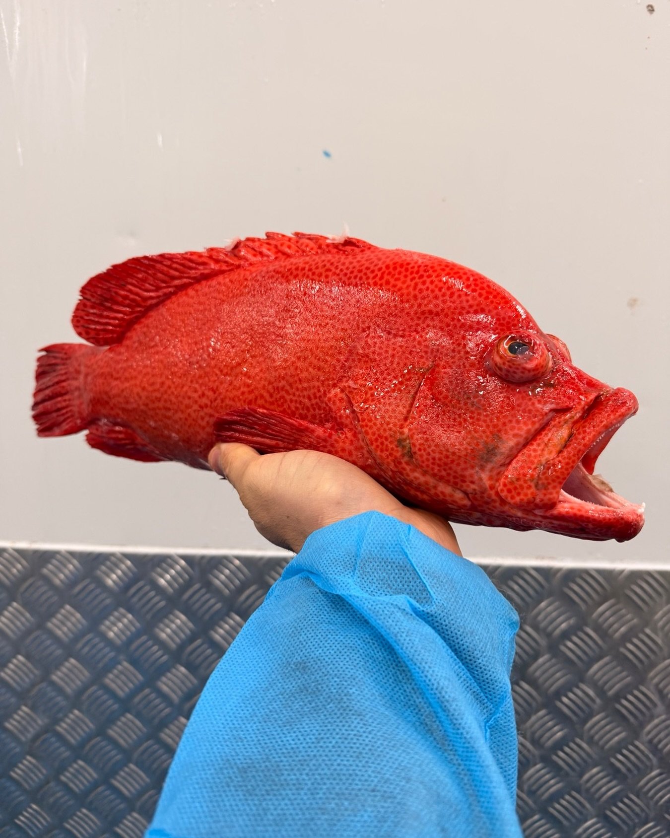 Tomato cod.

This is the chase.

The phone calls. The conversations with fishermen. The search for something different.

Not every fish makes it onto a menu. Not every species is available every day.

And that&rsquo;s exactly why moments like this ar