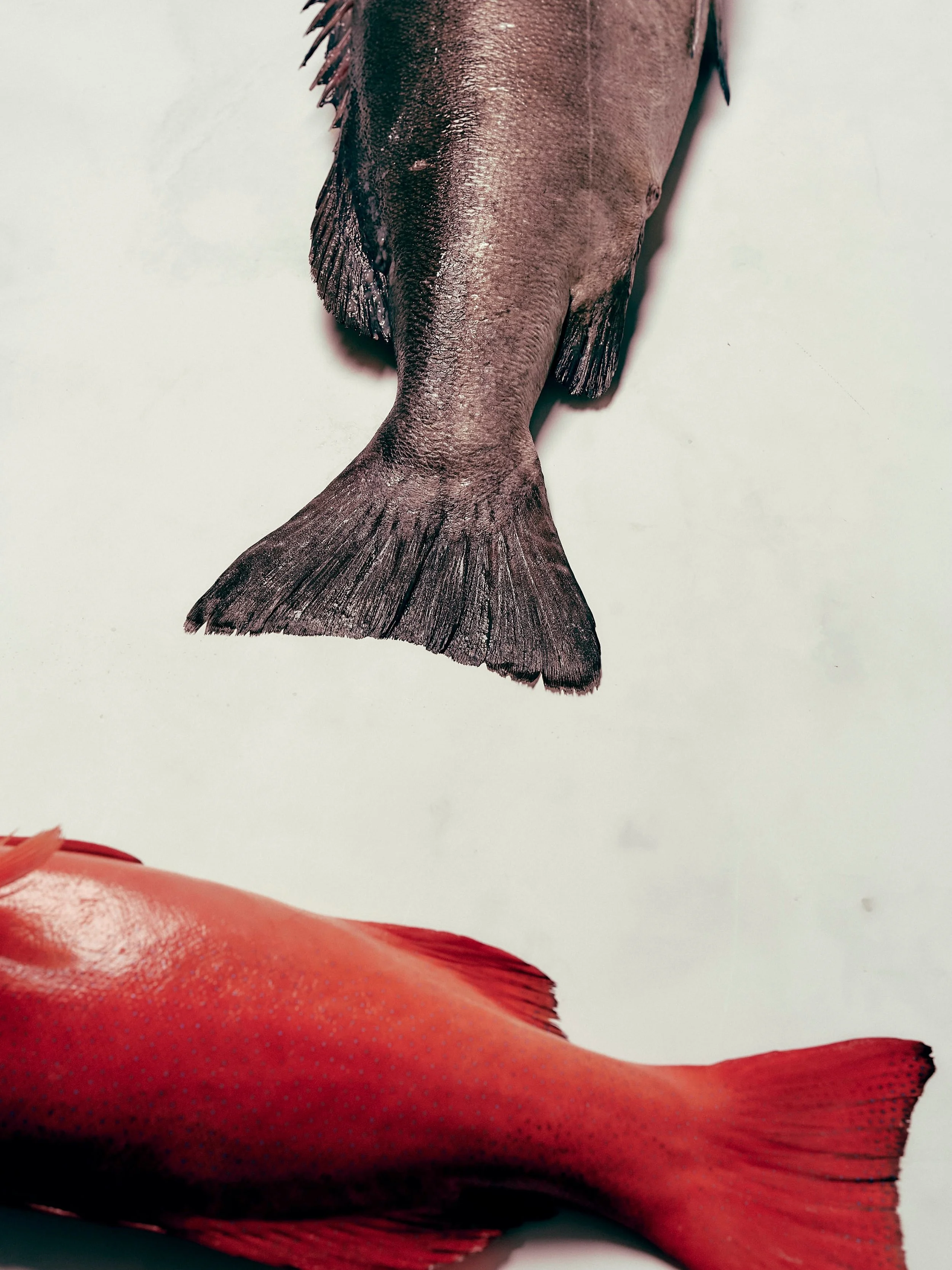 Chef, what are you chasing?

Our job is to source the best we can get our hands on.

The right species. The right catcher. The right season. The right quality.

Some days it&rsquo;s on the market floor. Other days it&rsquo;s a phone call directly to 