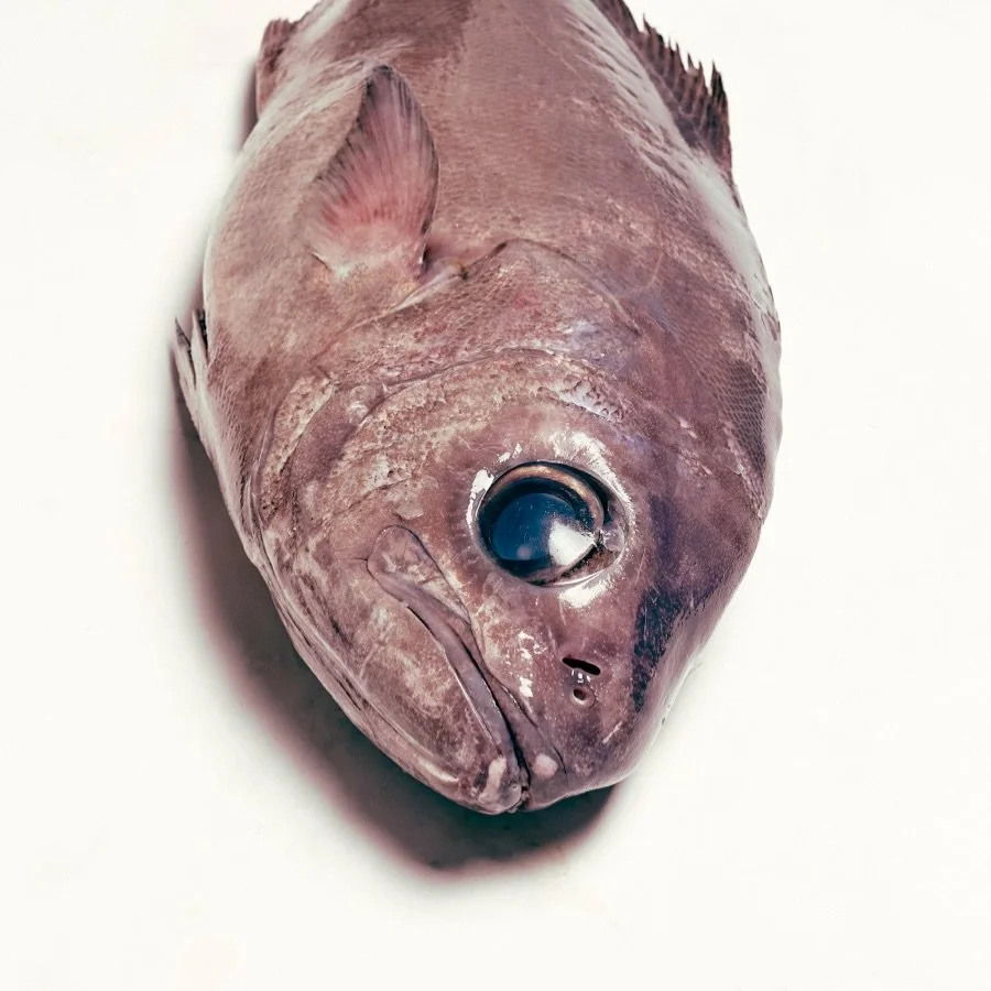 SPECIES | BIGEYE TREVALLA 🐟

The deep-water performer built for the pass.

Some fish demand attention because they&rsquo;re rare. Bigeye Trevalla earns it because it consistently delivers.

Harvested from the cold, deep waters surrounding southern A