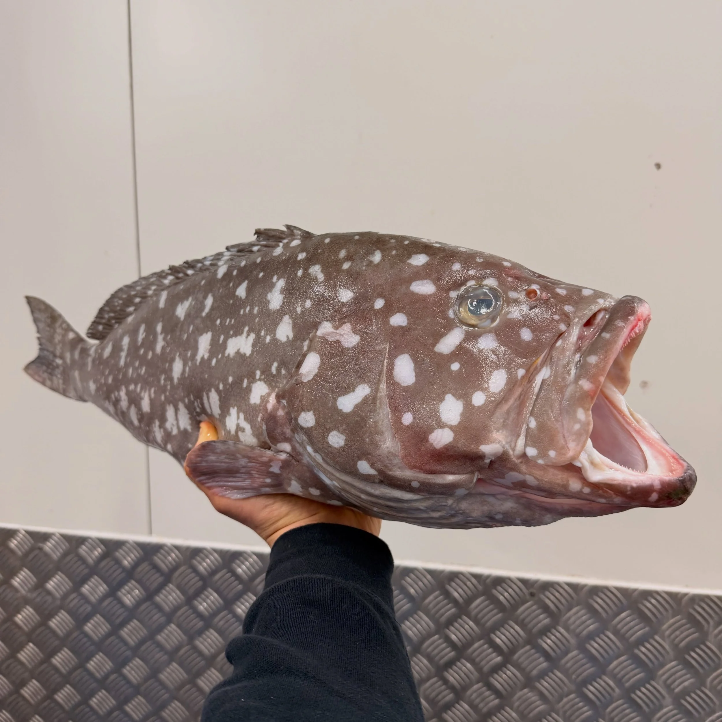 WA Rankin Cod.

You can&rsquo;t manufacture wild seafood.

Some weeks it&rsquo;s there, some weeks it isn&rsquo;t.

When beautiful Rankin like this comes through, we buy it.

Simple as that.