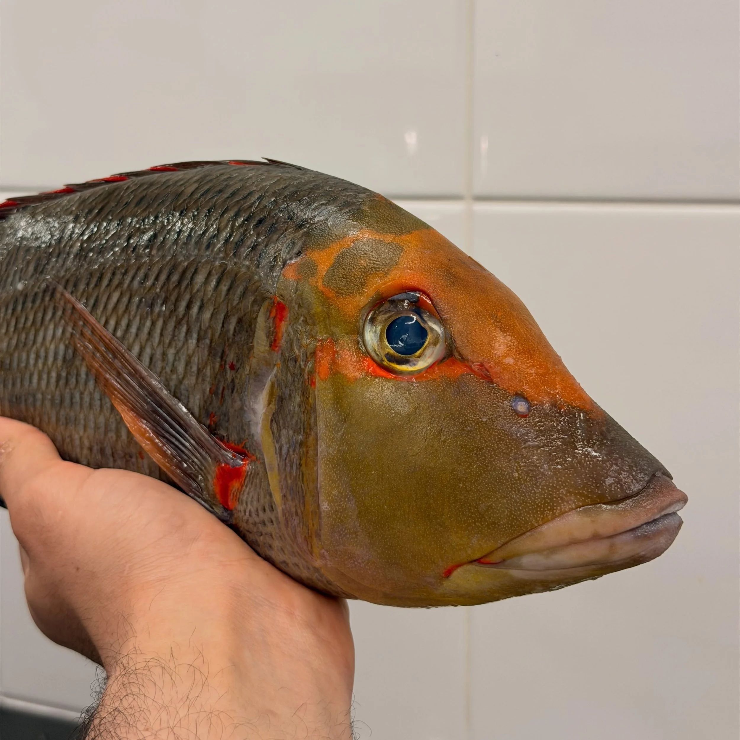 Red Throat Emperor &mdash; Chris Bolton, QLD.

Everyone thinks Coral Trout when they think reef fish.

Coral Trout is great. But look beyond it.

Red Throat Emperor, Spangled Emperor, Large Mouth Nannygai, Estuary Cod &mdash; all incredible fish when