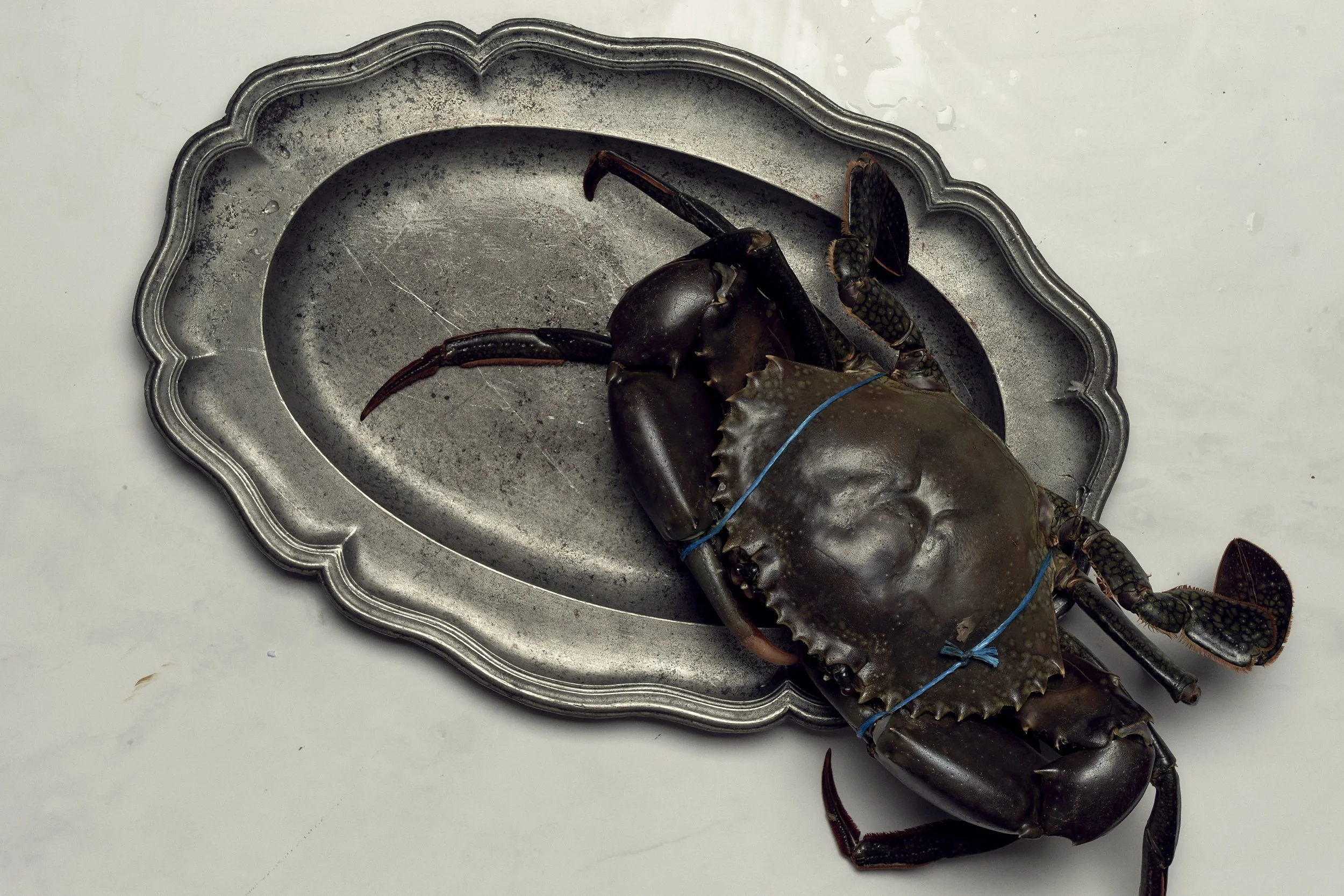 Australian Mud Crab