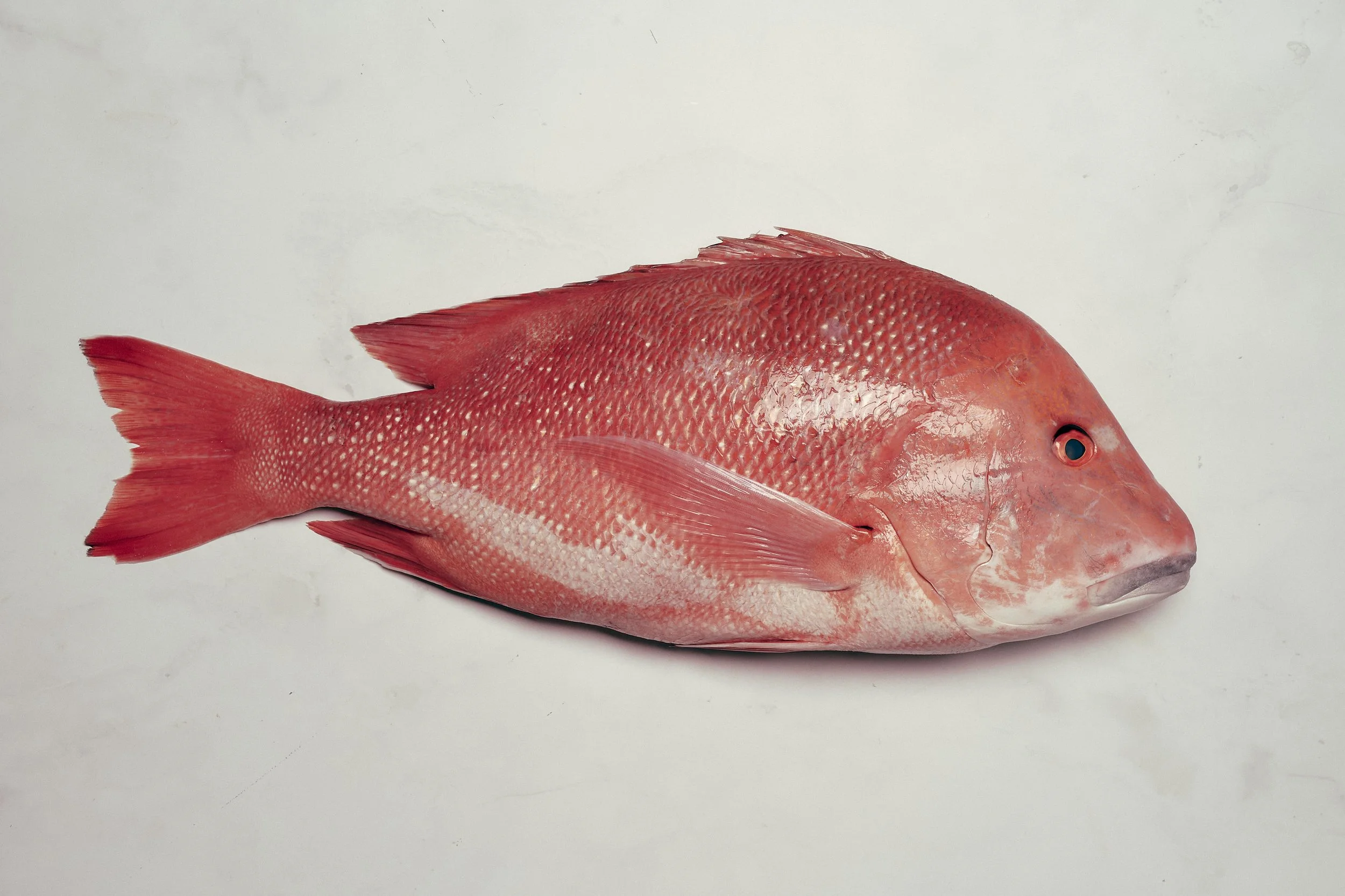 Red Emperor
