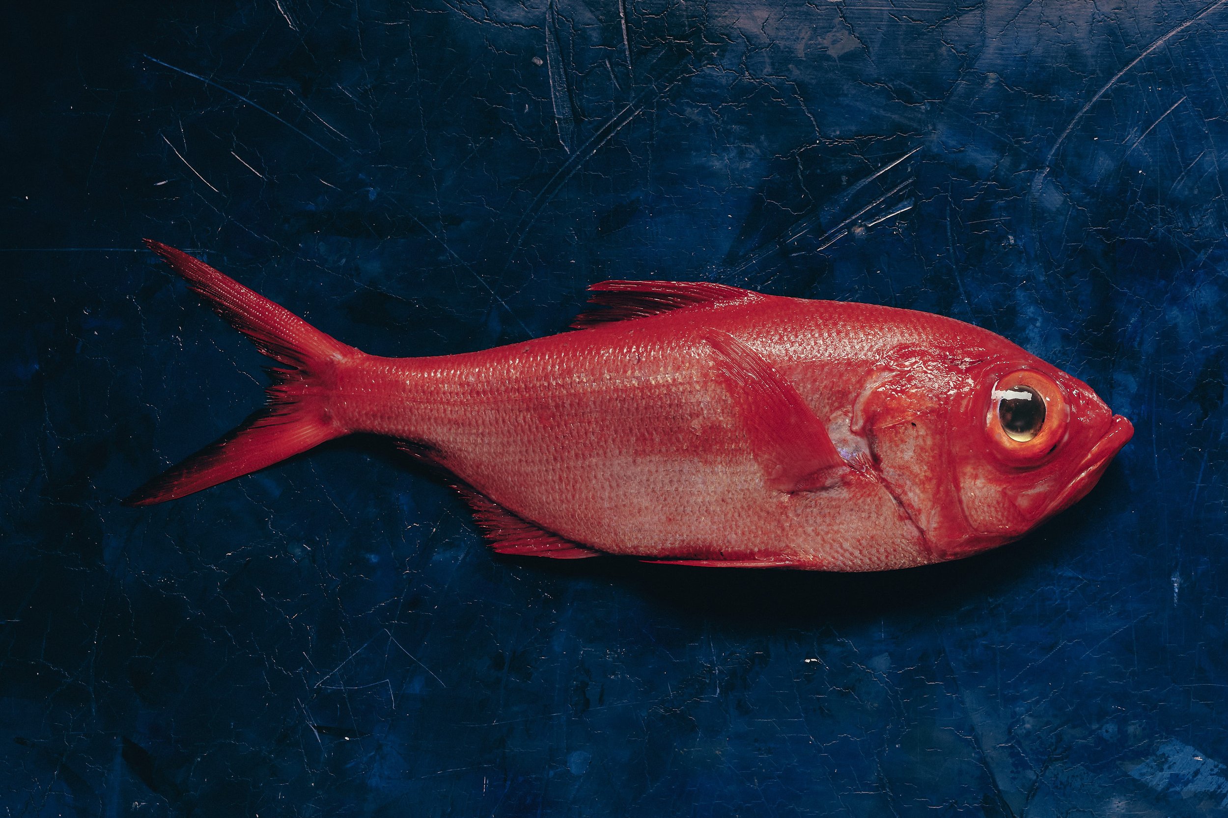 Hapuka (Groper) | Premium Australian Seafood Wholesale | Astakos Seafood