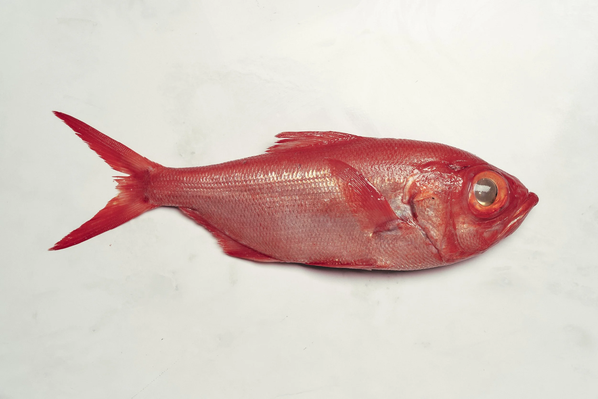 Alfonsino
