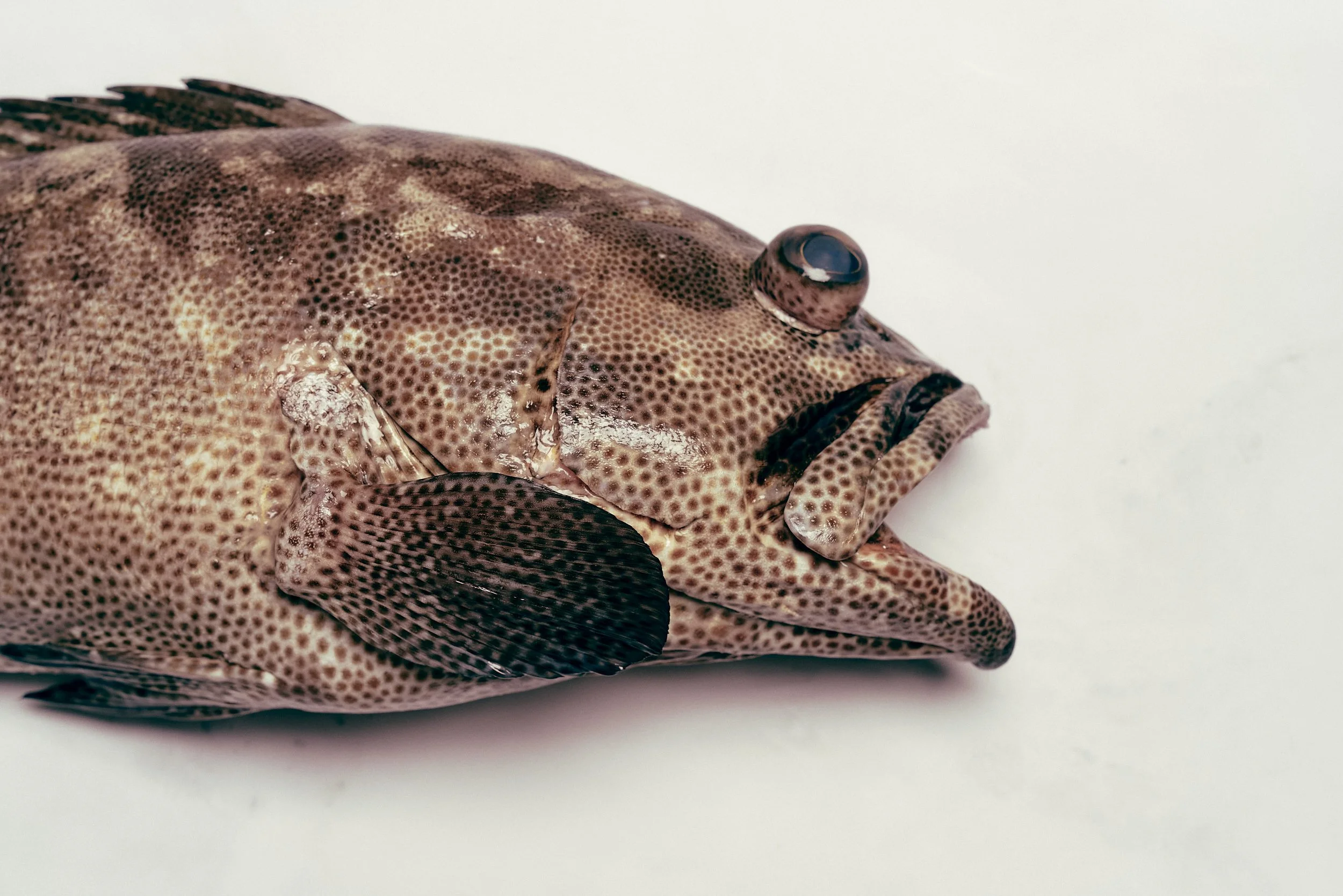 Queensland Grouper