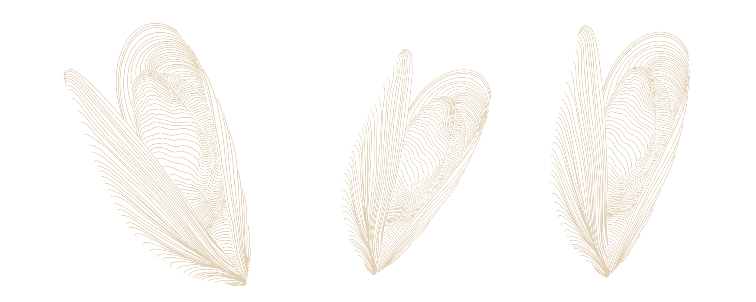 Three gold feather illustrations aligned horizontally on a black background.
