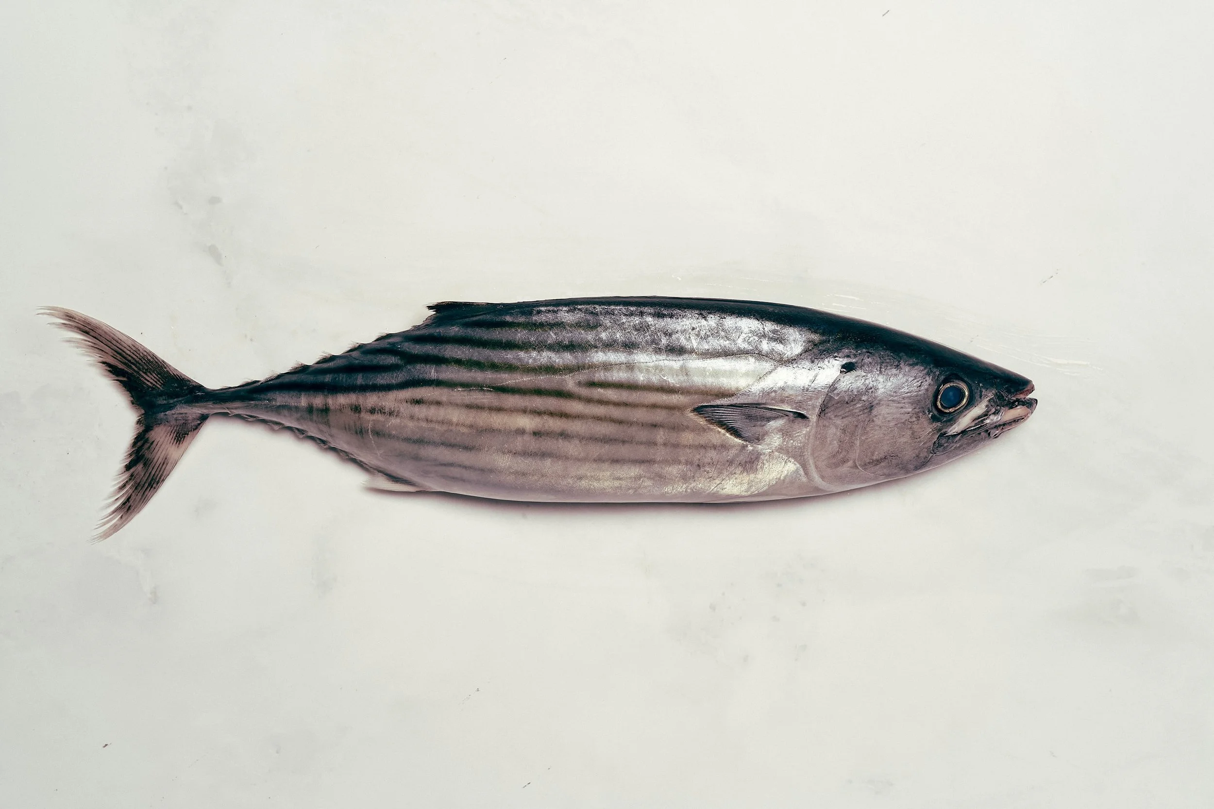 Bonito