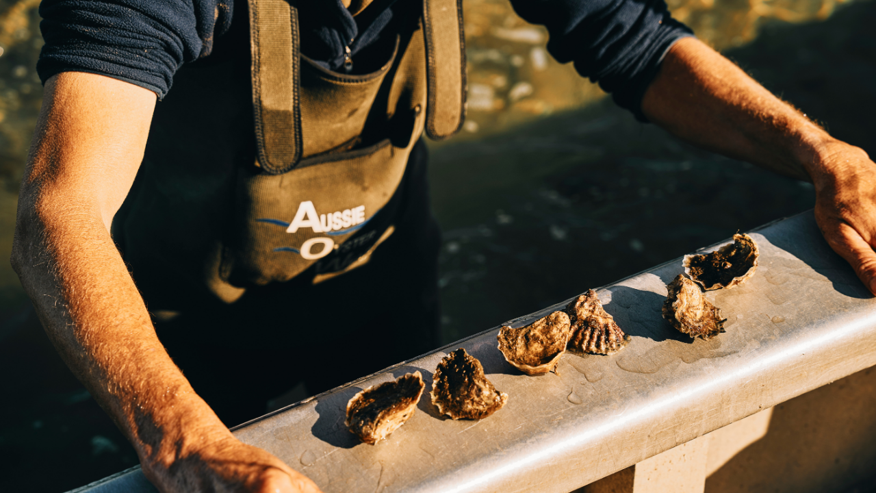 restaurant-chef-merimbula-oysters.AstakosWholesale seafood Sydneyjpg2.png