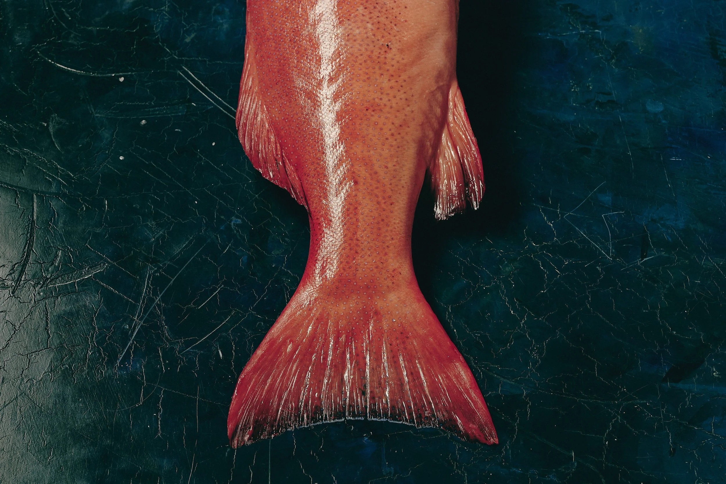 Coral Trout | Premium Australian Seafood Wholesale | Astakos Seafood