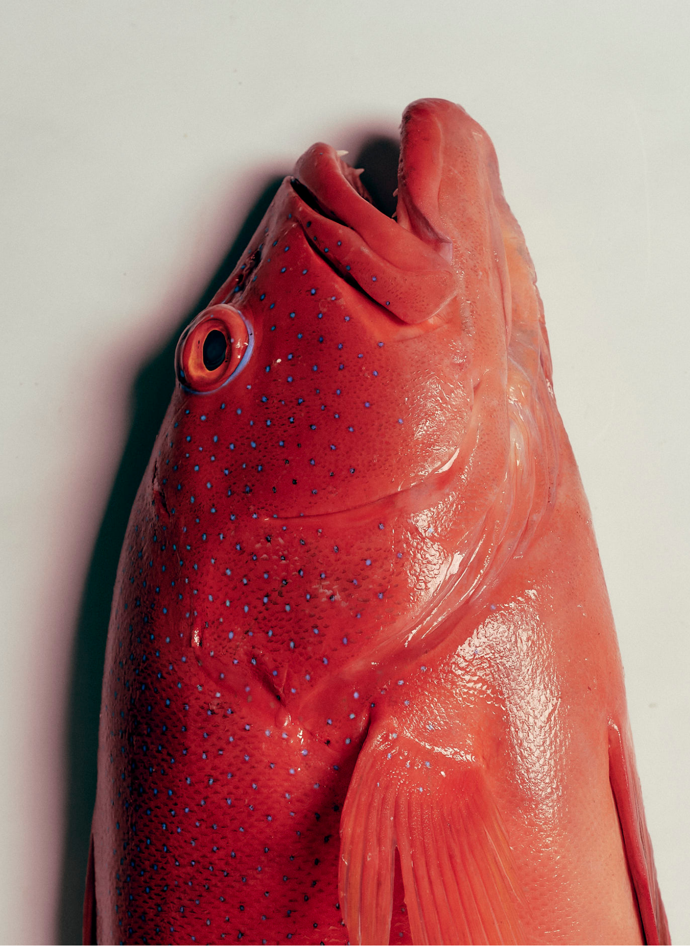 Close-up of a red fish with blue spots, showcasing its head, eye, and tail, on a white background.