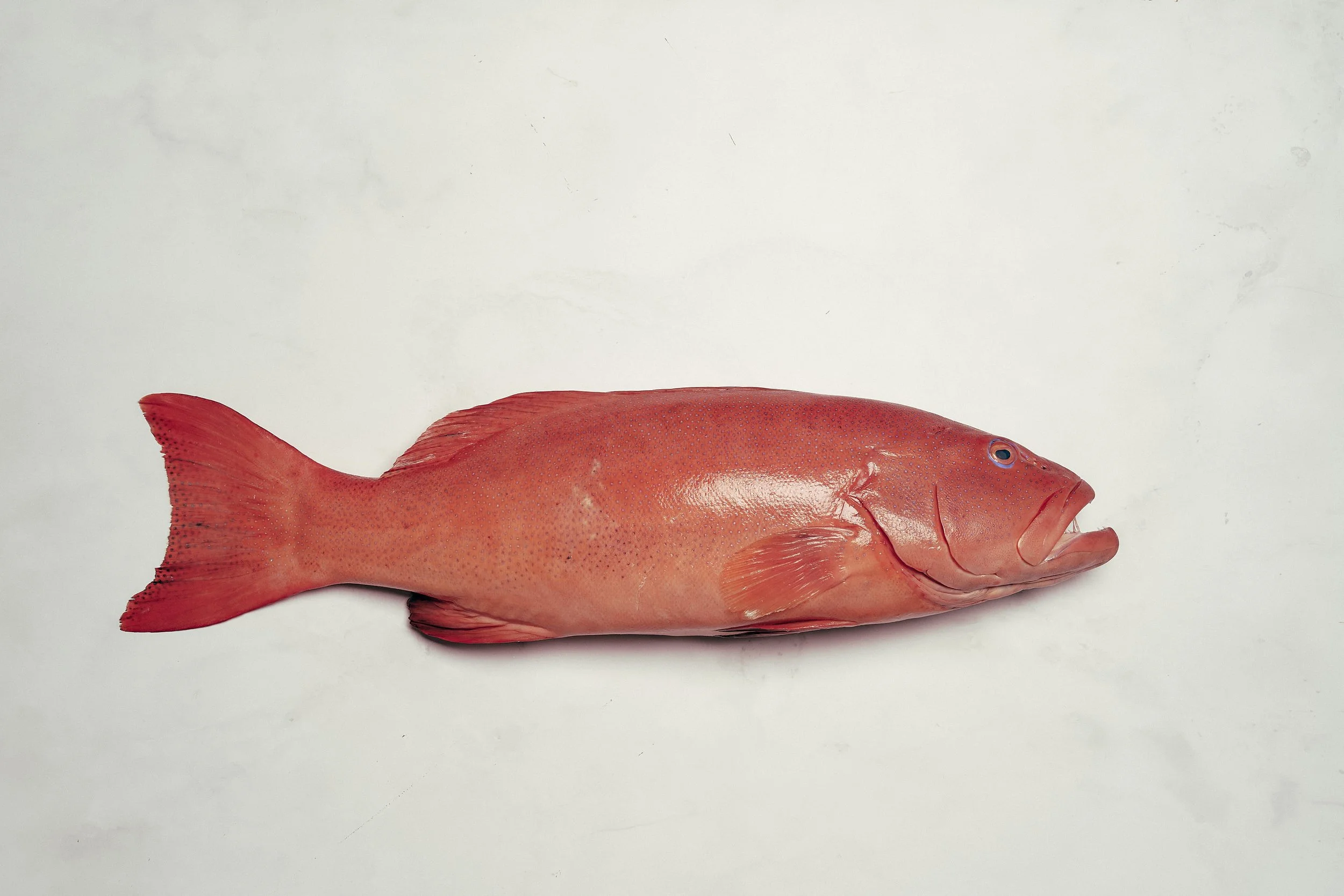 Coral Trout