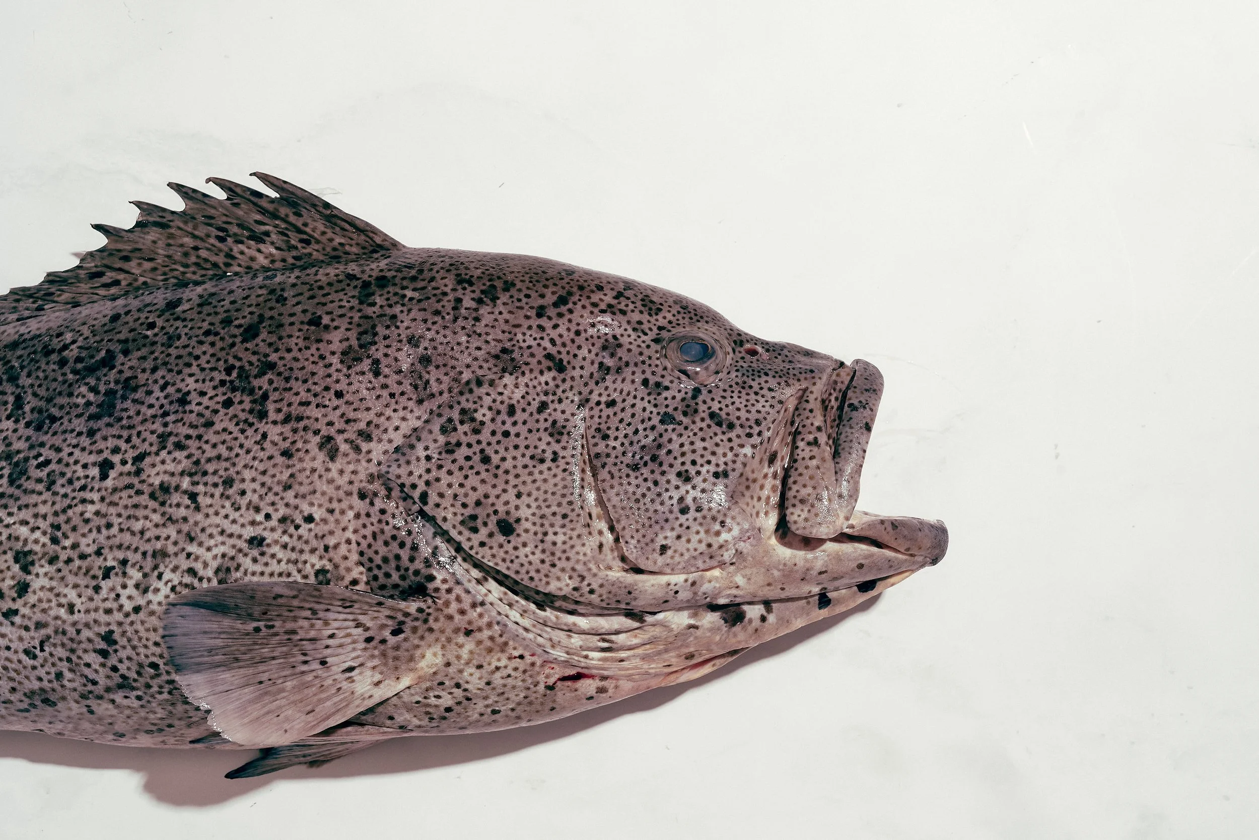 Black Spotted Rockcod