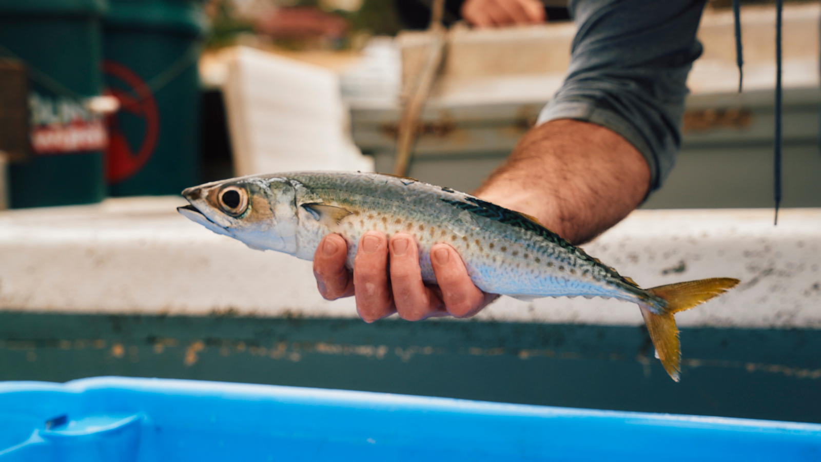 Ulladulla Blue Mackerel | Astakos Seafood Wholesaler NSW4.png