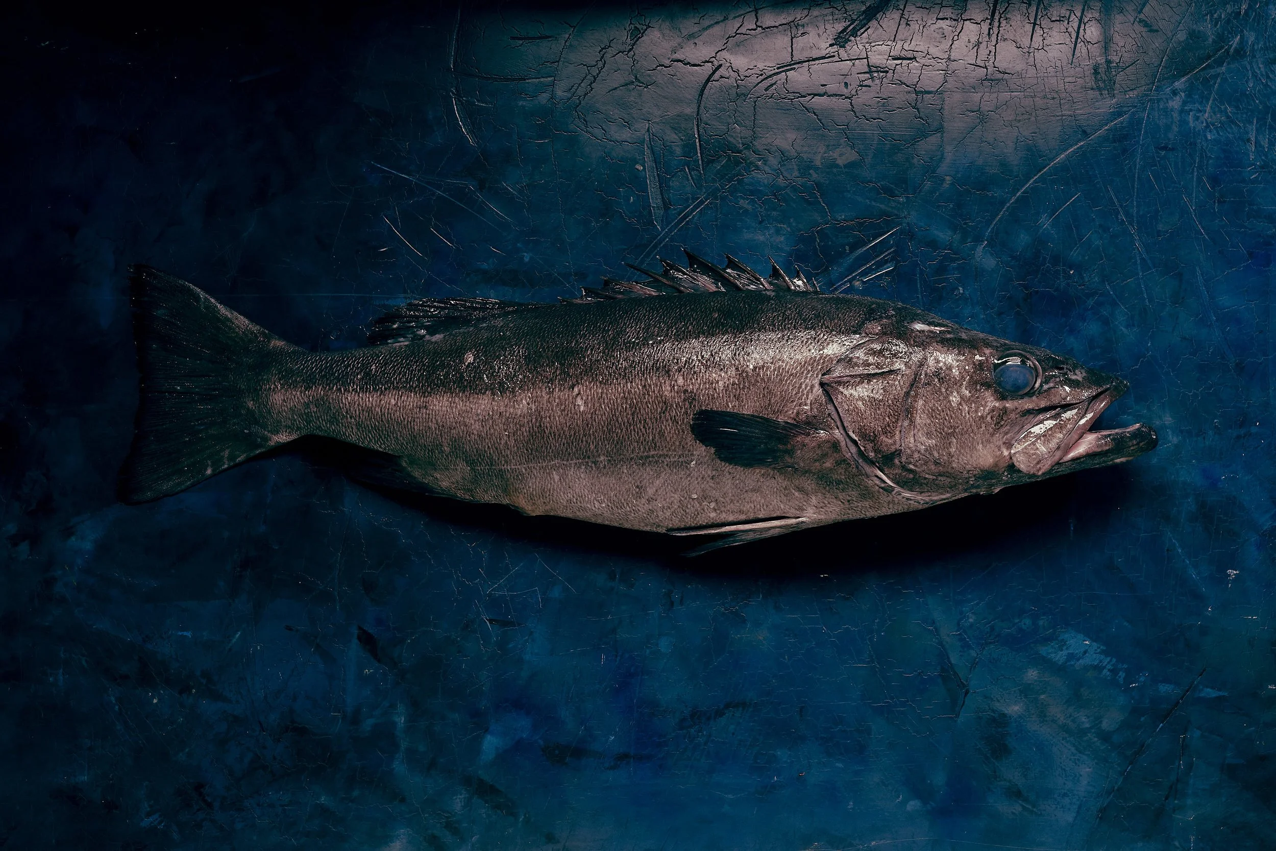 Hapuka (Groper) | Premium Australian Seafood Wholesale | Astakos Seafood