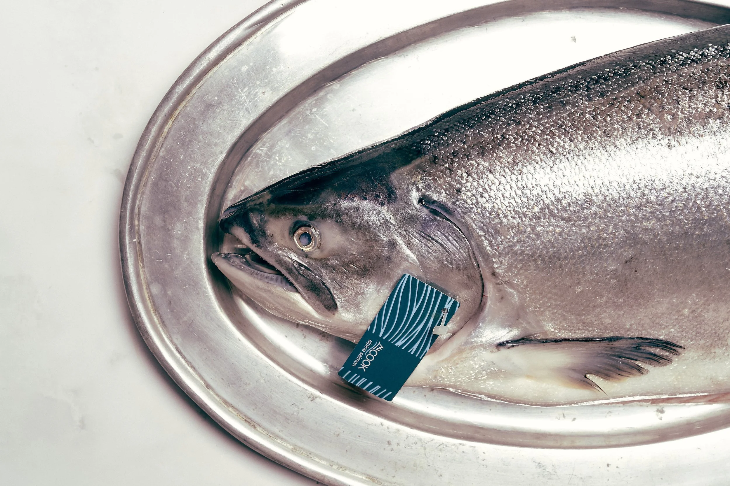 Mount Cook Alpine Salmon