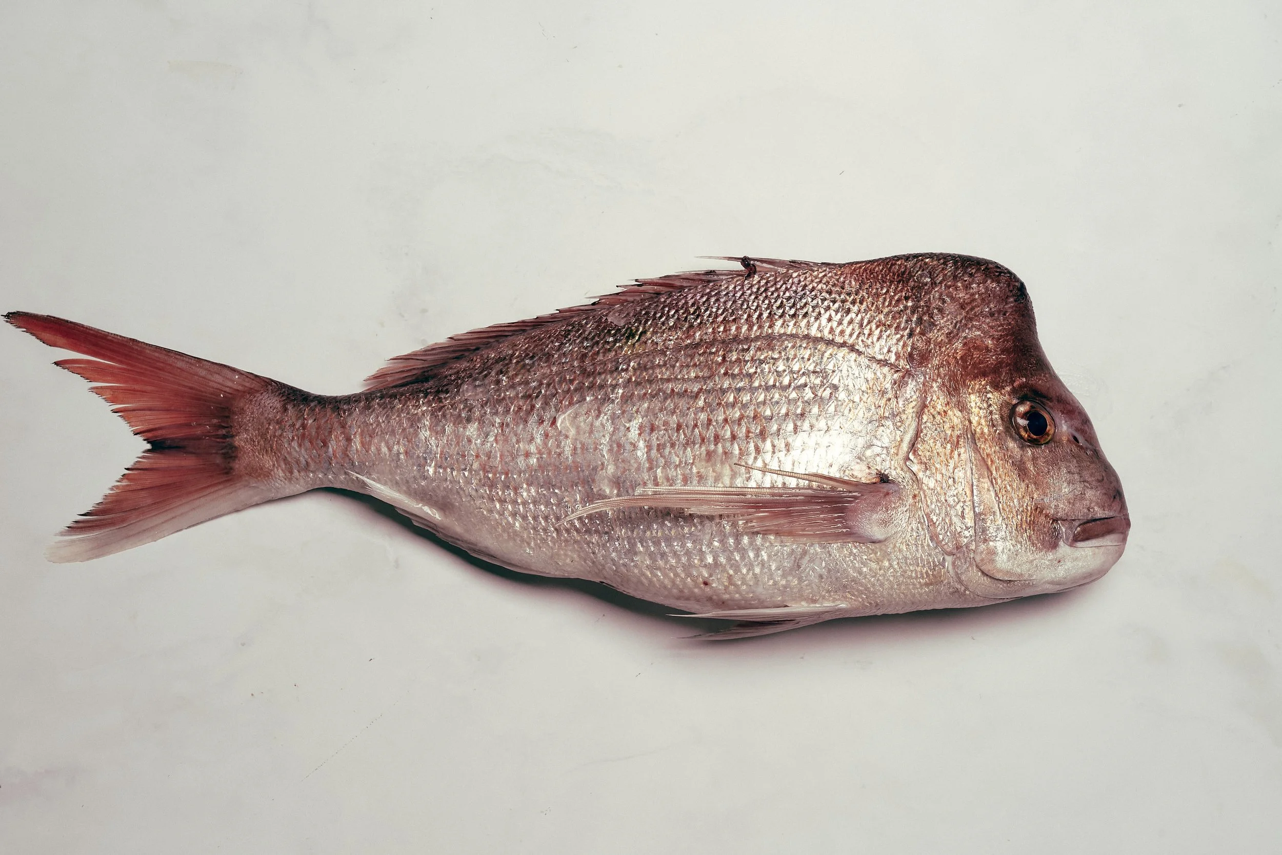 Pink Snapper
