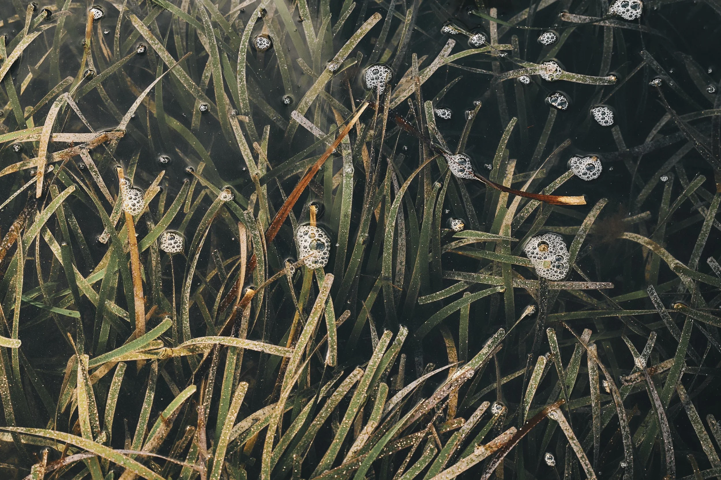Close-up of grass blades submerged in water with small bubbles on some blades.