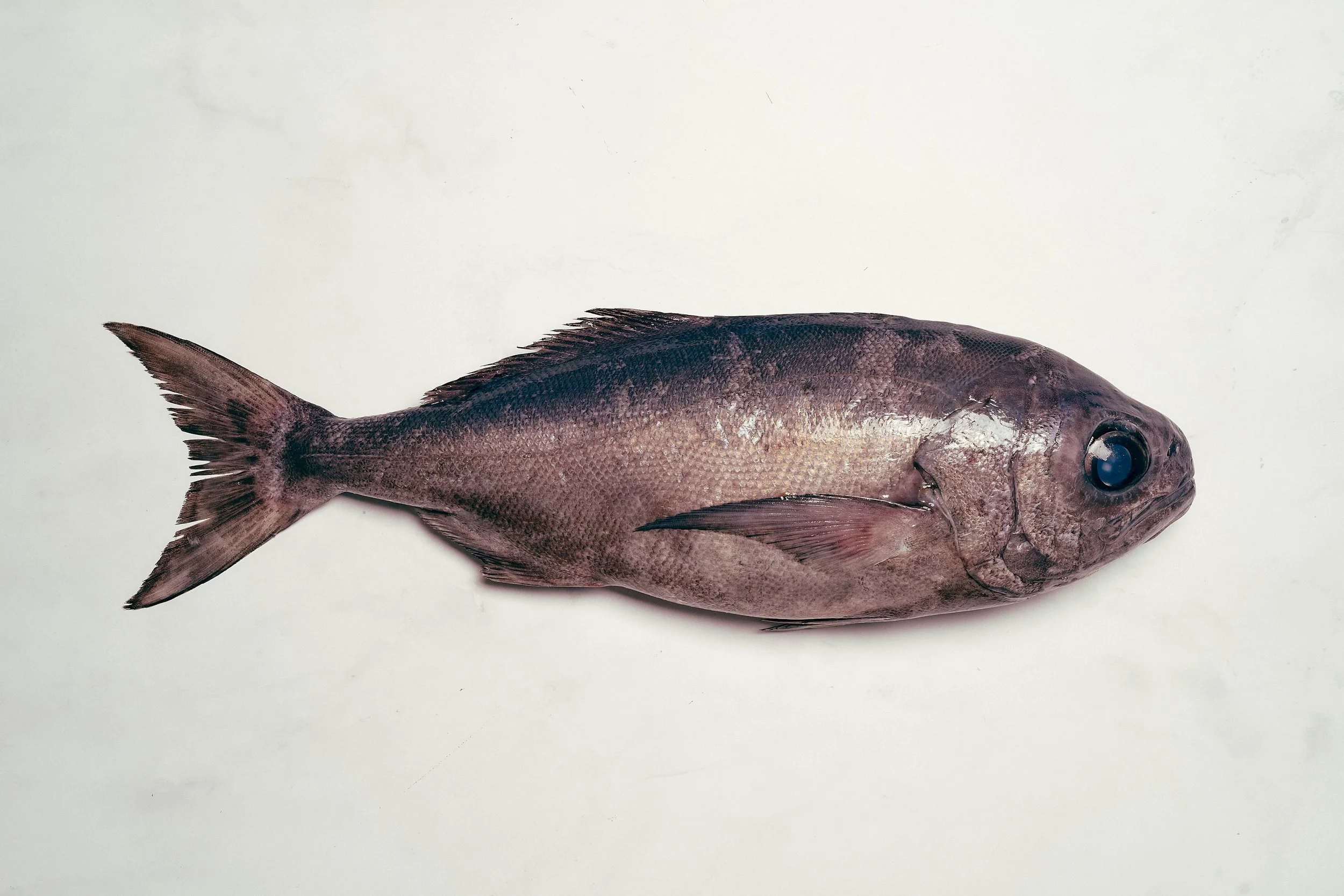 Bigeye Trevalla