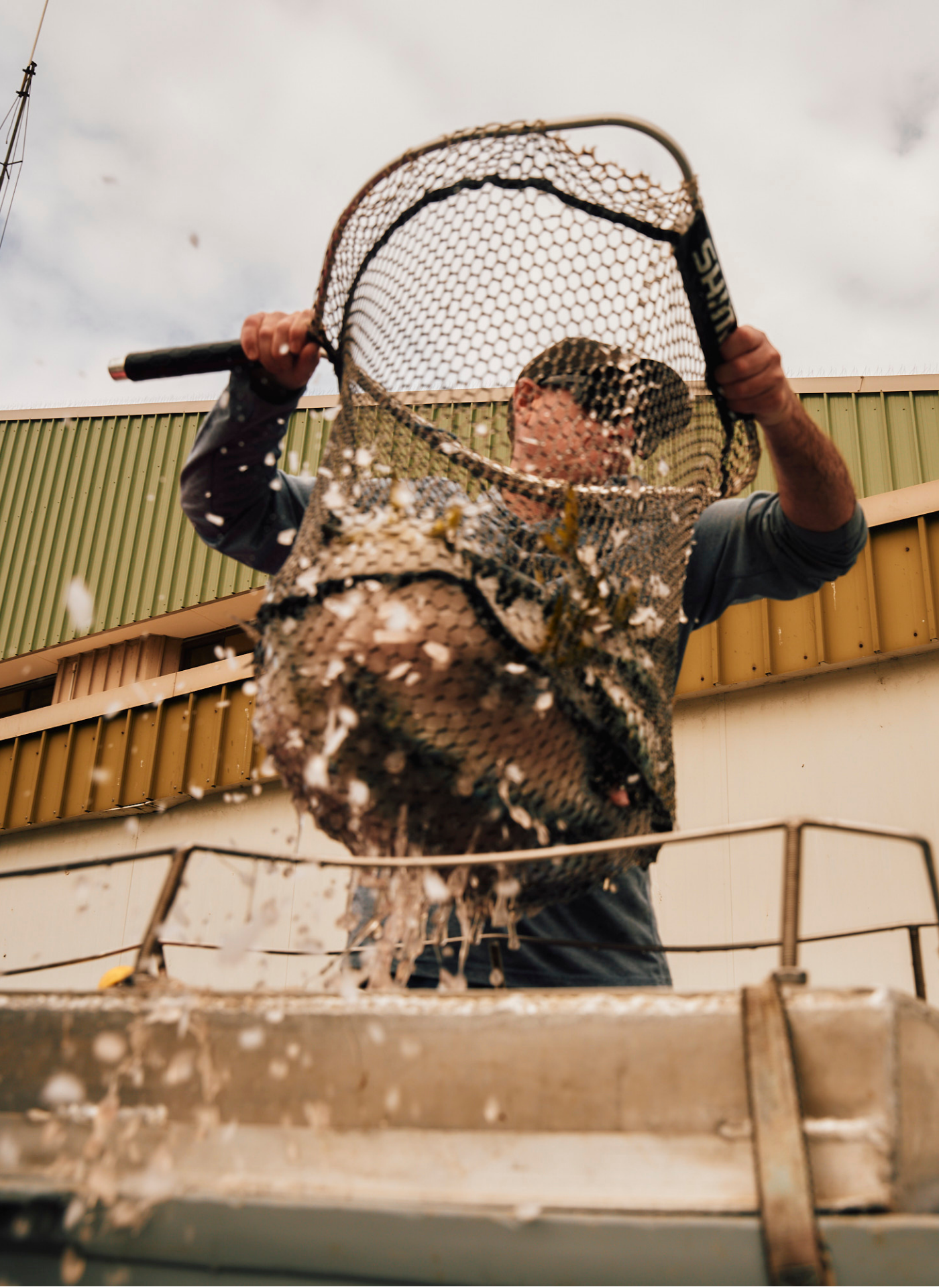 Person using a net to catch floating white objects, possibly rice or confetti, with a metal basket visible in the foreground and a building with green and yellow siding in the background.