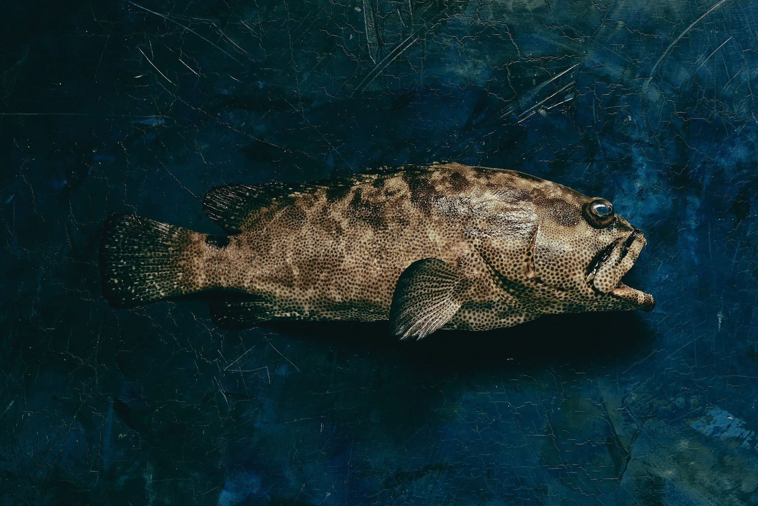 Queensland Grouper | Premium Australian Seafood Wholesale | Astakos Seafood