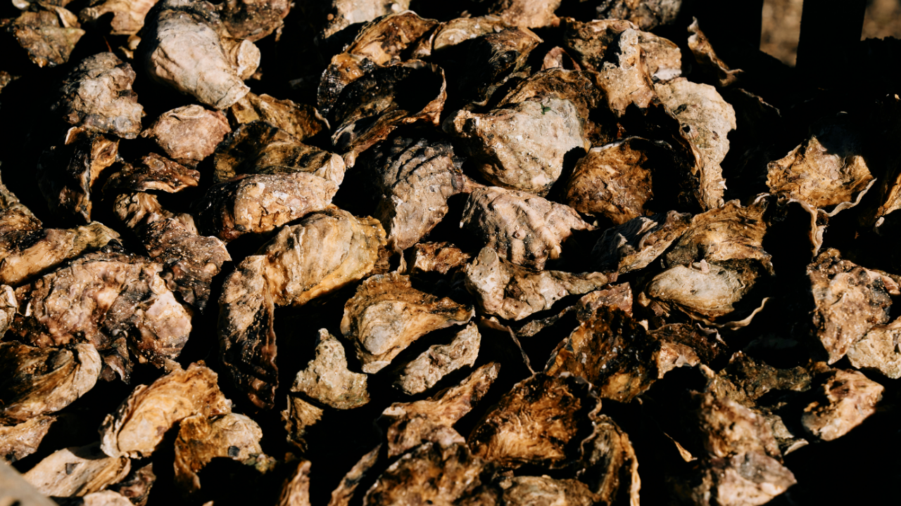 restaurant-chef-merimbula-oysters.AstakosWholesale seafood Sydneyjpg4.png