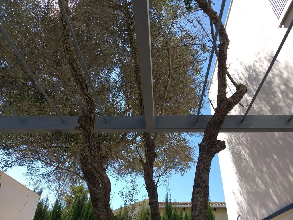 Tronco de árbol con ramas que sobresalen, visto desde abajo con estructura metálica en primer plano y cielo y árboles en el fondo.