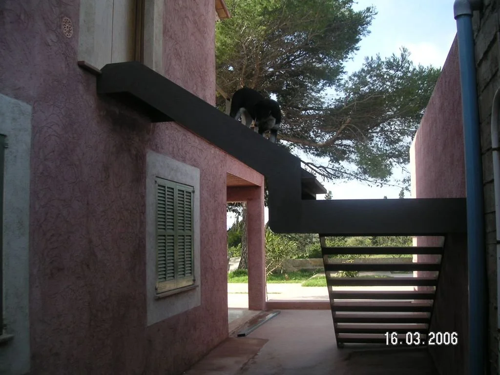Un perro de color negro y blanco caminando en una plataforma de madera conectada a una escalera de madera negra, en un espacio exterior con paredes de color rosa y árboles en el fondo.