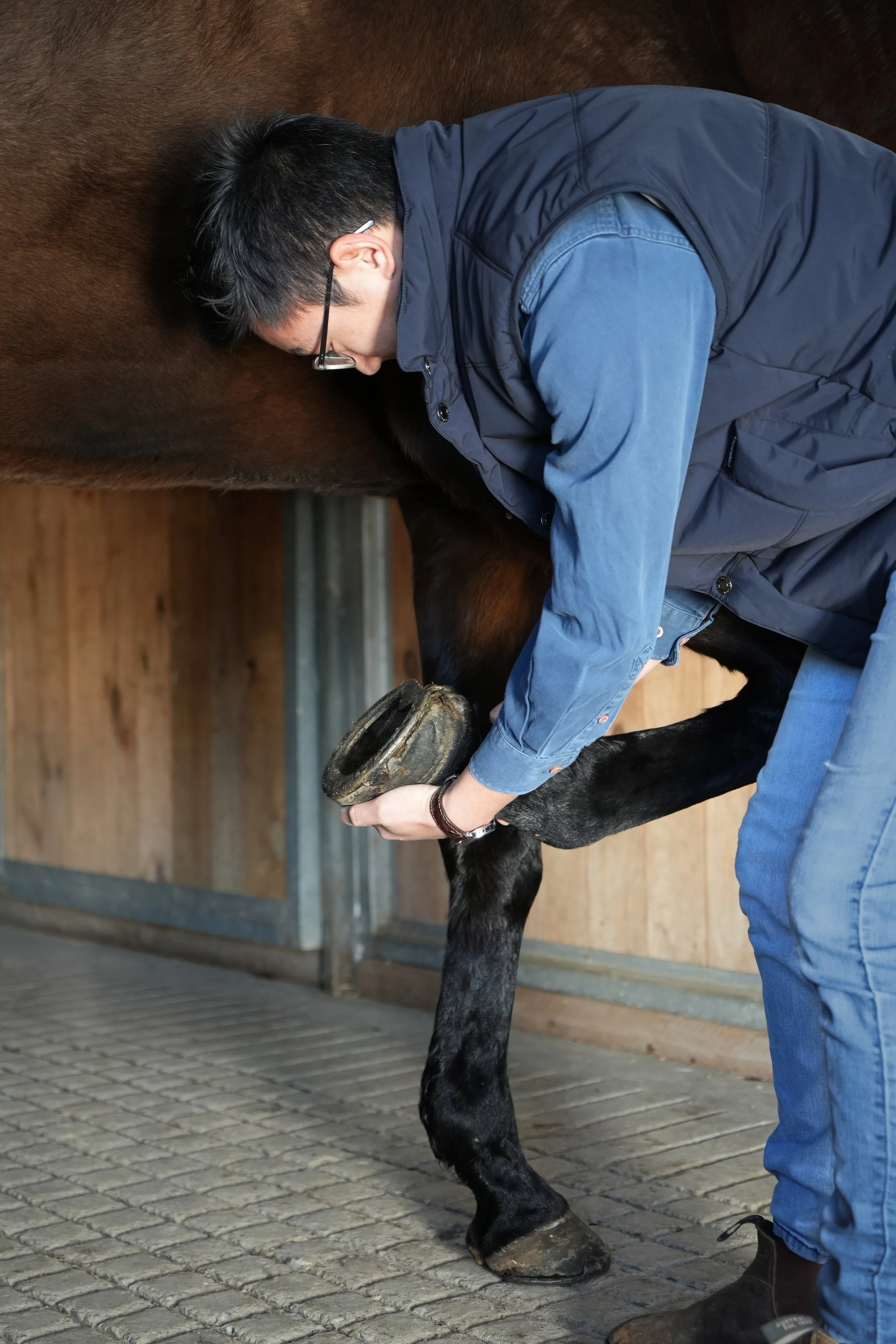 Valley Equine Vet Services Yarra Valley Yarra Ranges Horse Equine Vet Flexion Test Exam Lameness Prepurchase consult xrays ultrasound after hours emergency Seville Lilydale