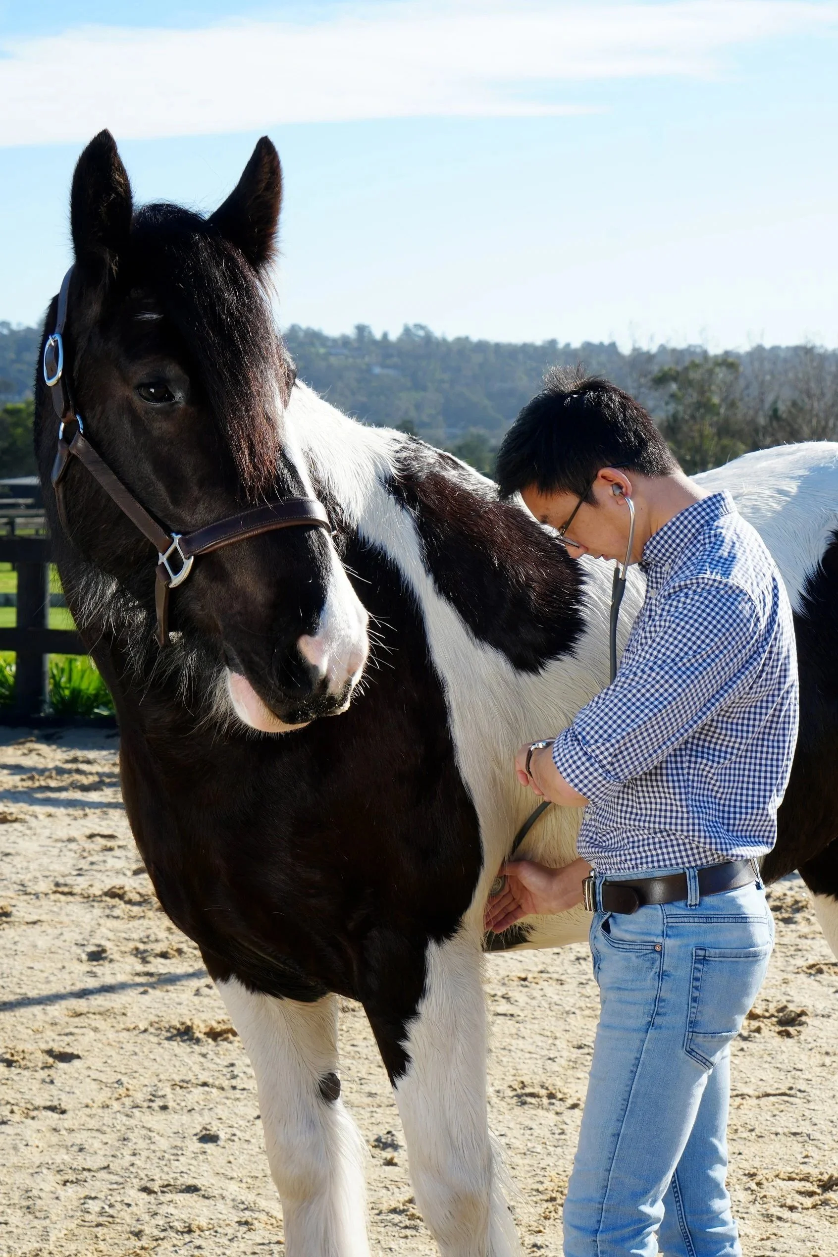 Valley Equine Vet Services Yarra Valley Yarra Ranges Seville Lilydale Horse Equine Vet Consult Vaccination after hours emergency xrays consult lameness ultrasound