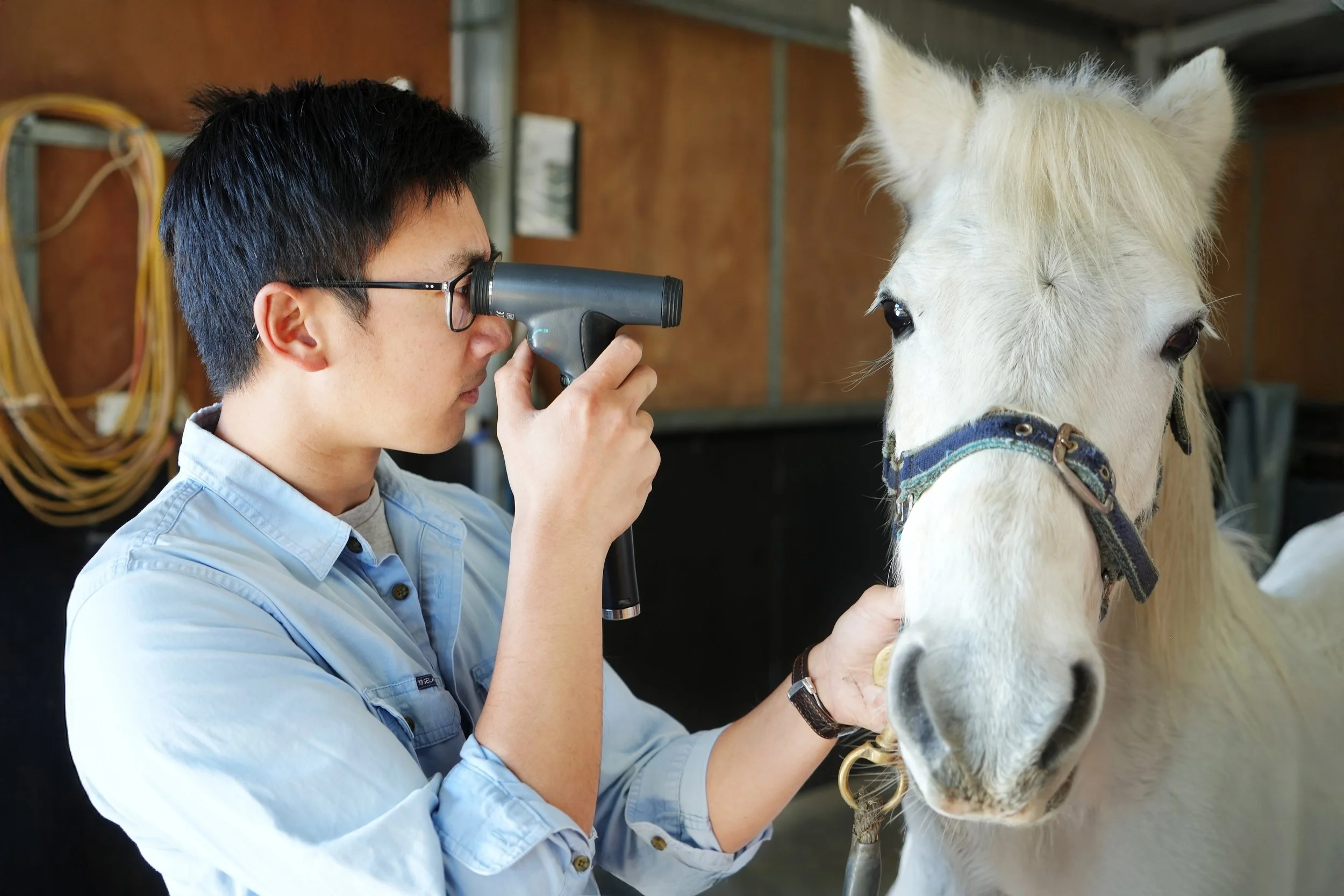 Valley Equine Vet Services Seville Lilydale Yarra Valley Yarra Ranges Horse Equine Vet Exam Eye Ophthalmology Prepurchase consult horse equine vet