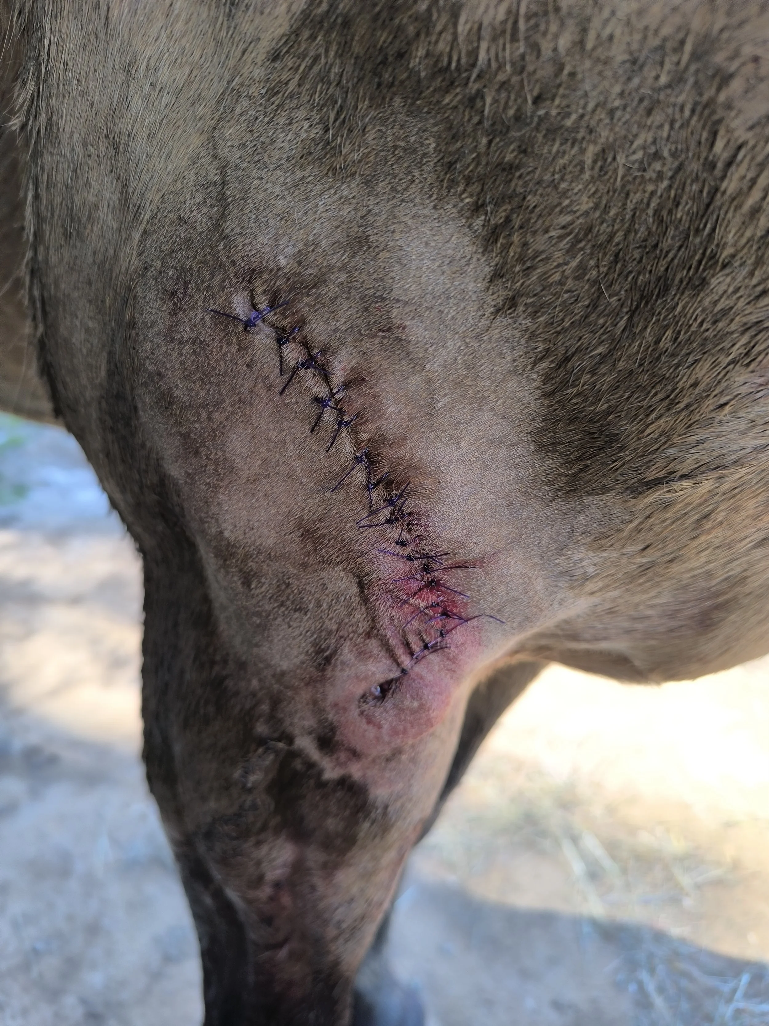 Valley Equine Vet Services Lilydale Yarra Valley Yarra Ranges Seville Equine Horse Vet emergency after hours surgery wound repair treatment stitch up surgeon