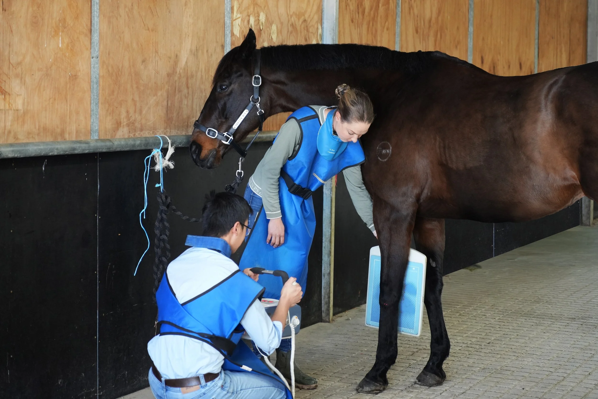 Valley Equine Vet Services Horse Equine Vet Lilydale Seville Yarra Valley Yarra Ranges xray radiograph imaging prepurchase exam consult lameness after hours emergency