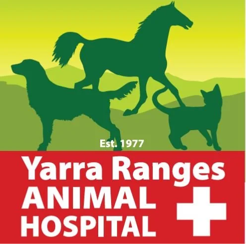 Yarra Ranges Animal Hospital Yarra Valley Valley Equine Vet Services Lilydale Horse Vet
