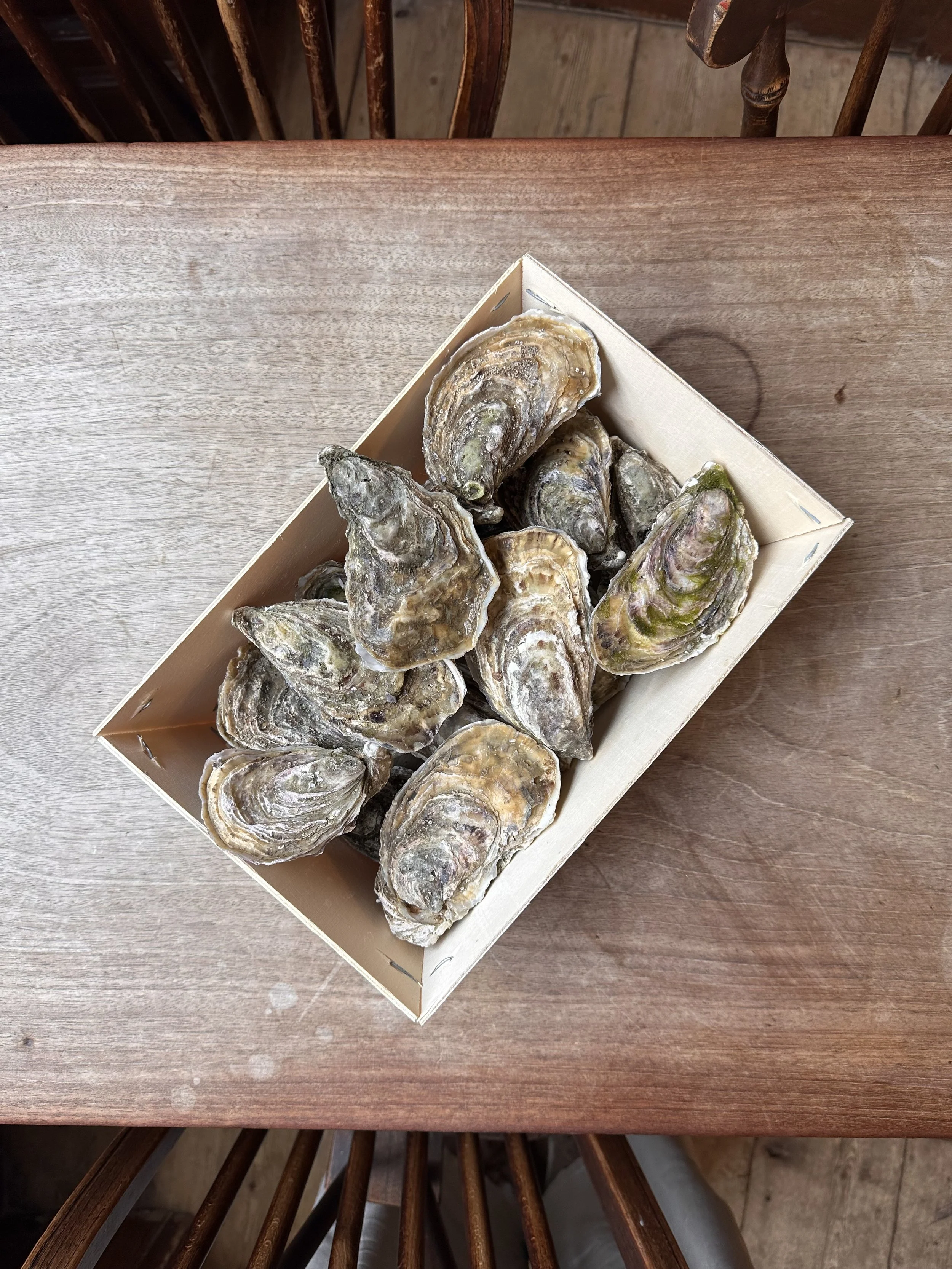 oysters.jpeg