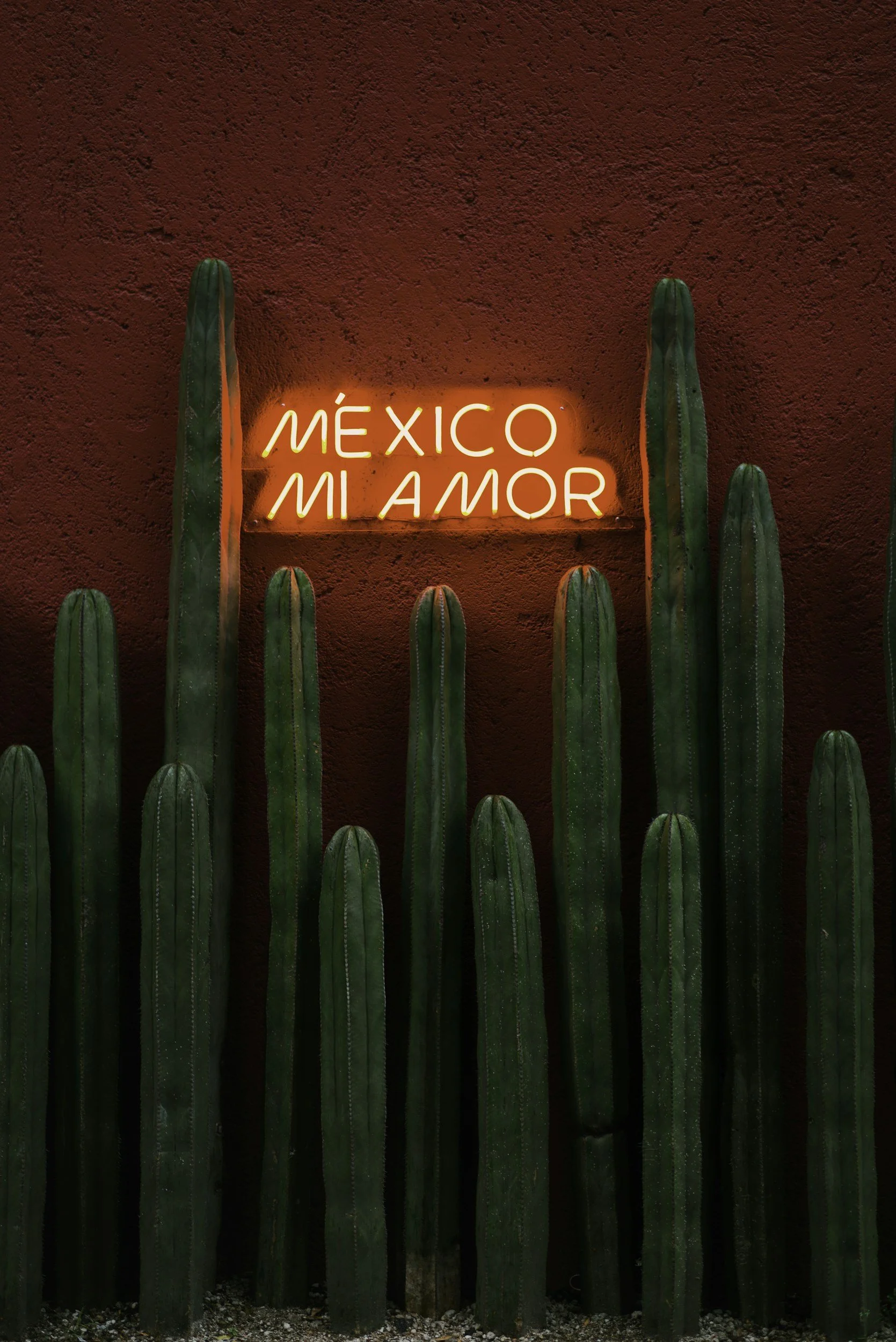 Bright red textured wall with a neon sign that reads 'México Mi Amor' in Spanish, flanked by tall green cactus plants at the bottom.