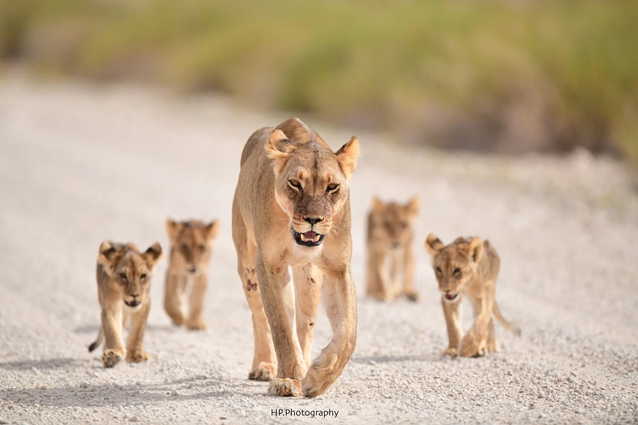 Etosha national park safari