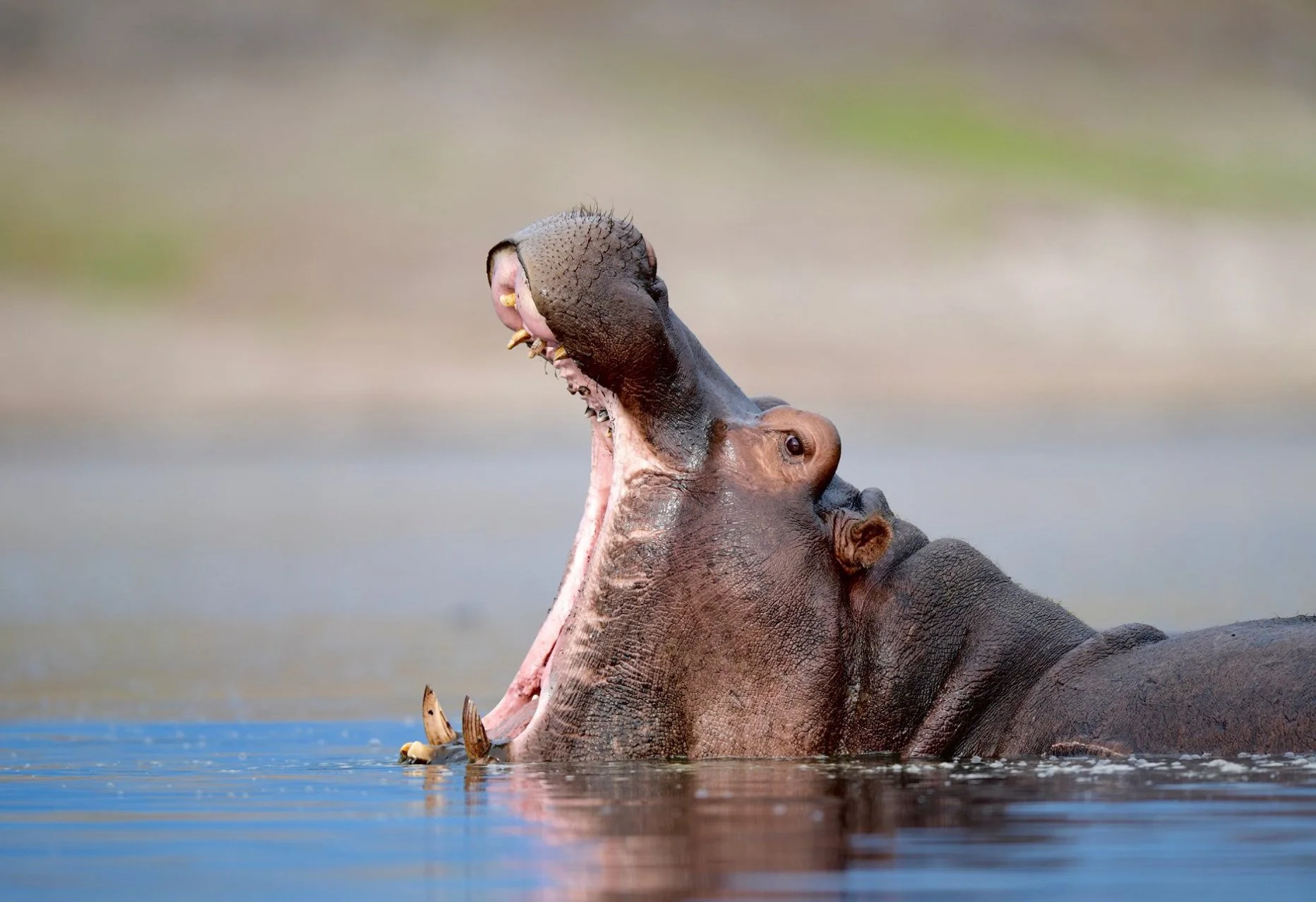 Hippo on Safari