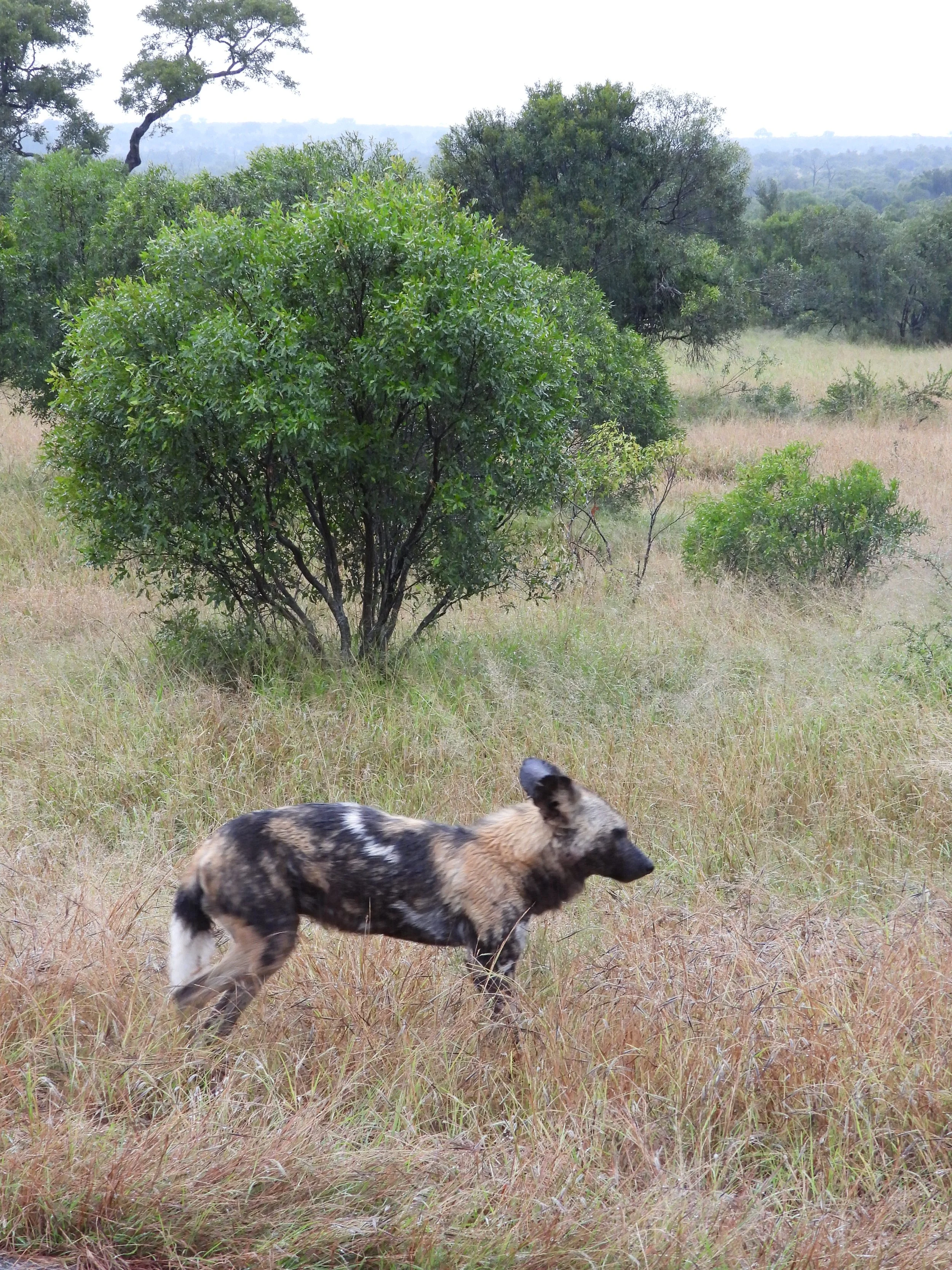 Bush walk experience Namibia