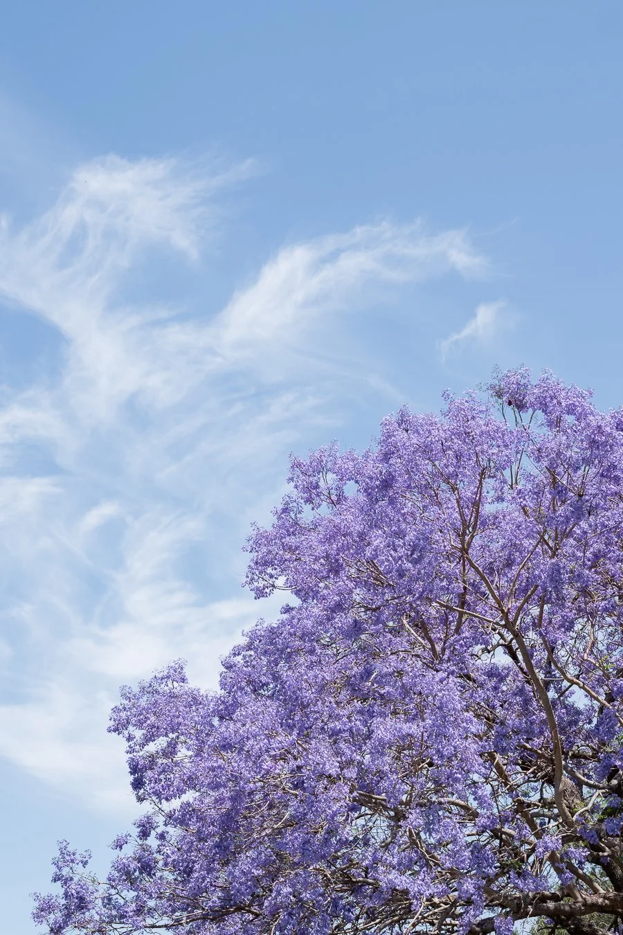 Jacaranda trees against the blue sky and white clouds