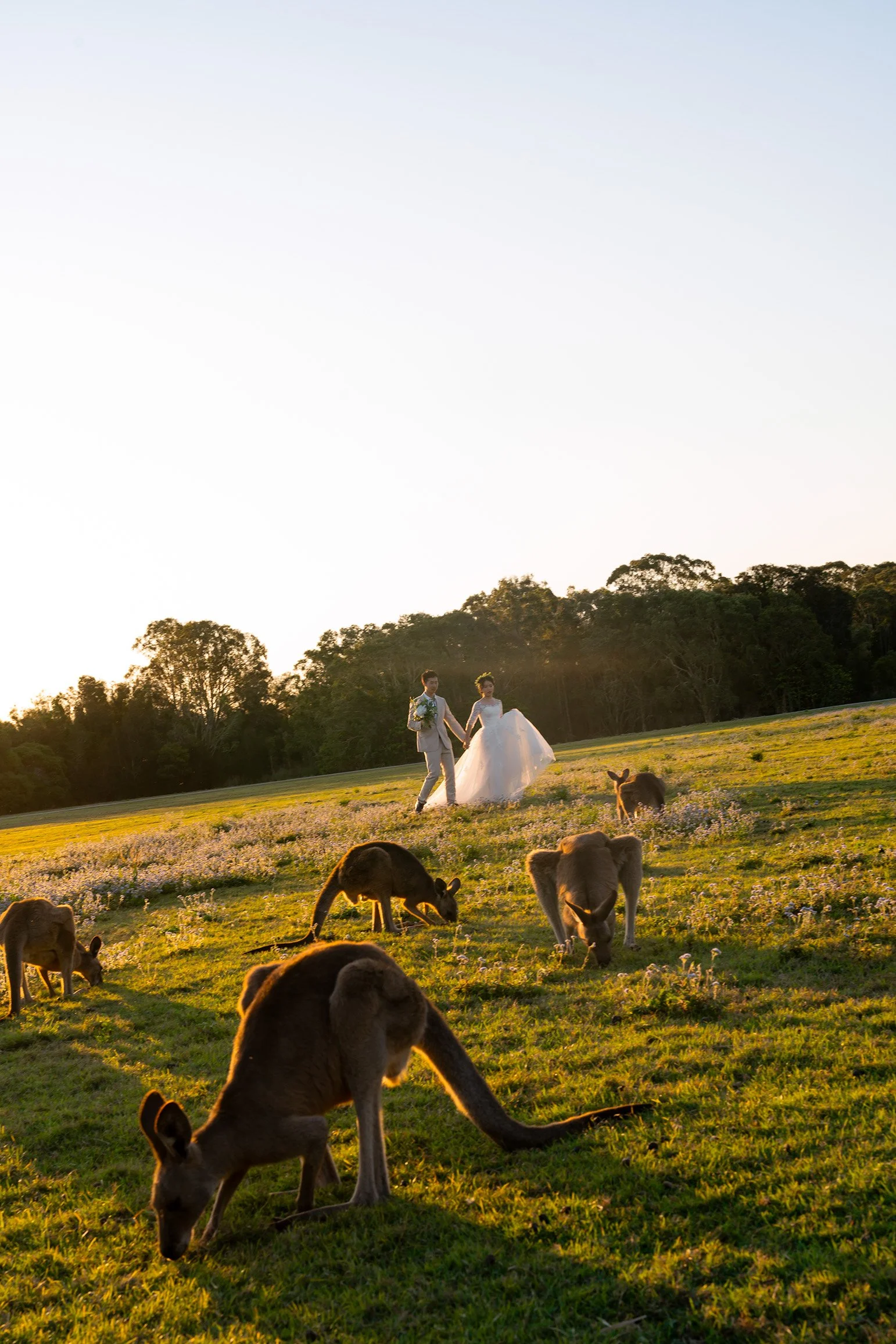 Cosine and Timi holding hands walking at Gold Coast Kangaroo park and kangaroo eat grass
